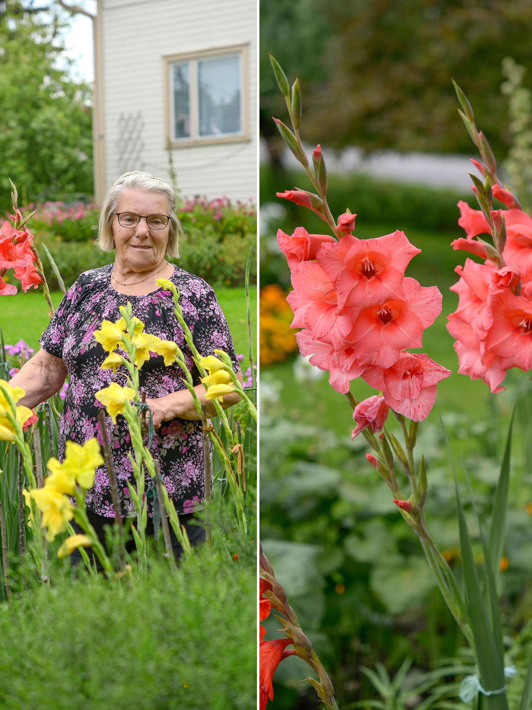 Easier than dahlias, says Marjatta, who has grown gladioli for over 20 years—get an expert’s tips for growing sword lilies!