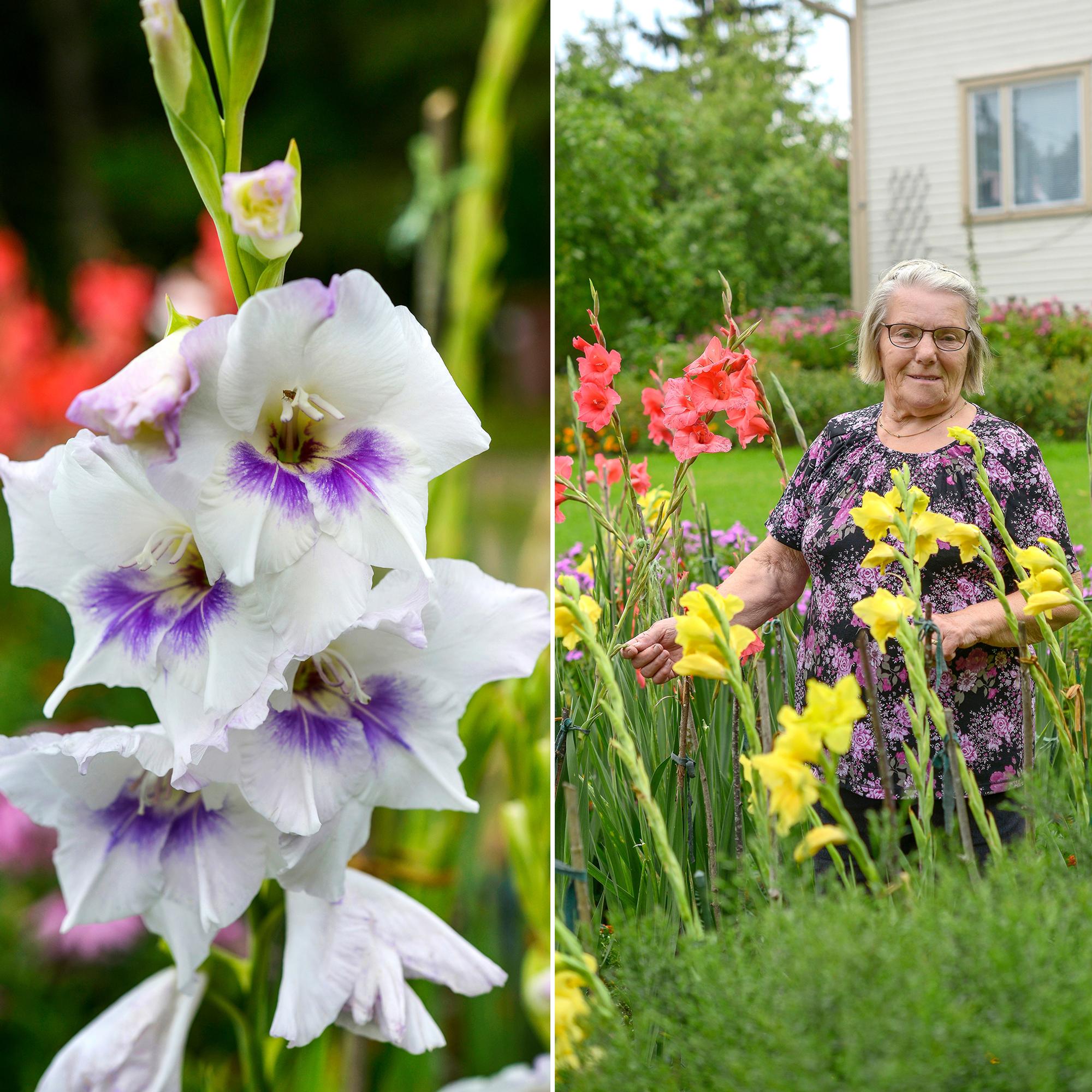 Easier than dahlias, says Marjatta, who has grown gladioli for over 20 years—get an expert’s tips for growing sword lilies!