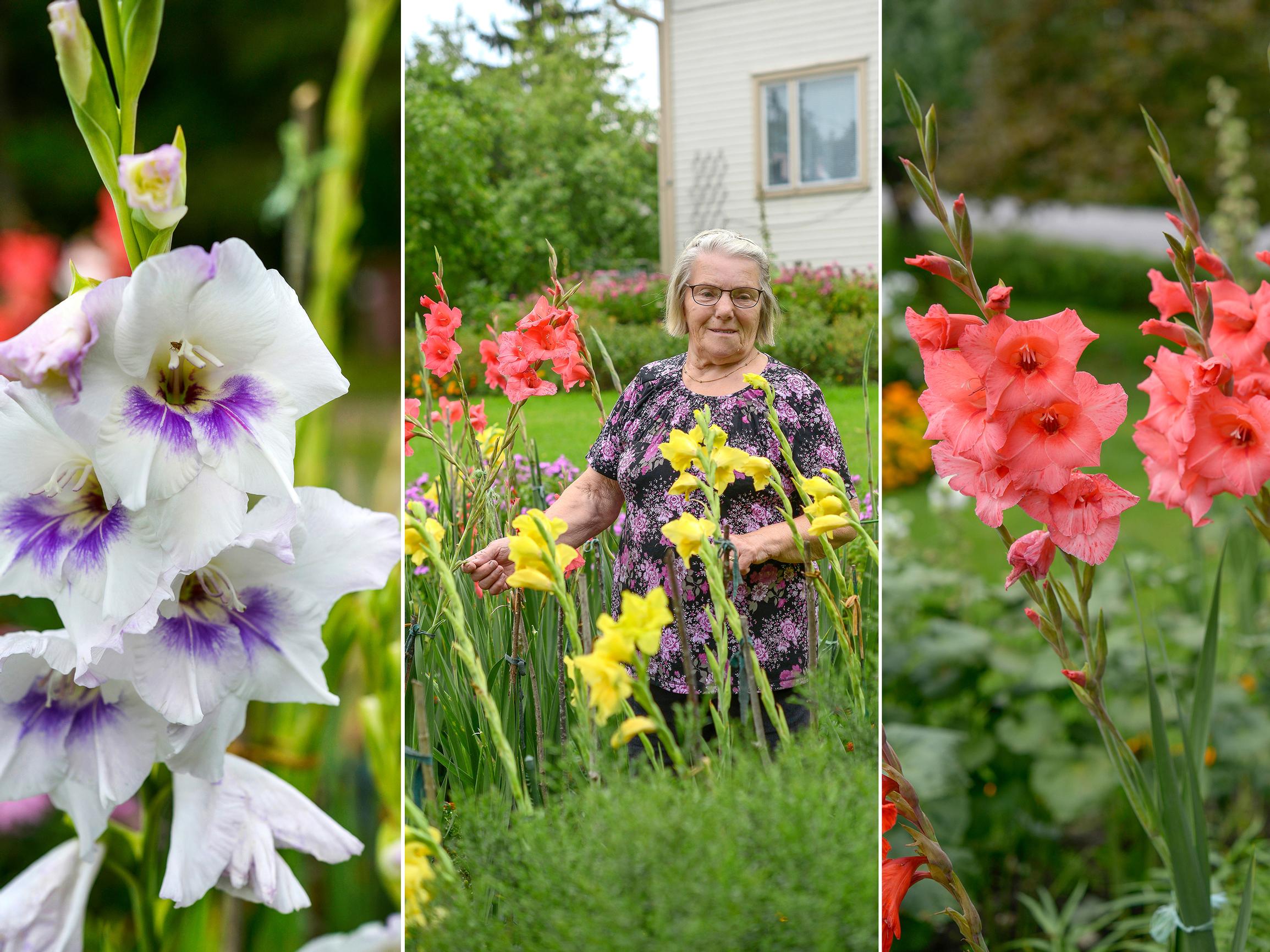Easier than dahlias, says Marjatta, who has grown gladioli for over 20 years—get an expert’s tips for growing sword lilies!