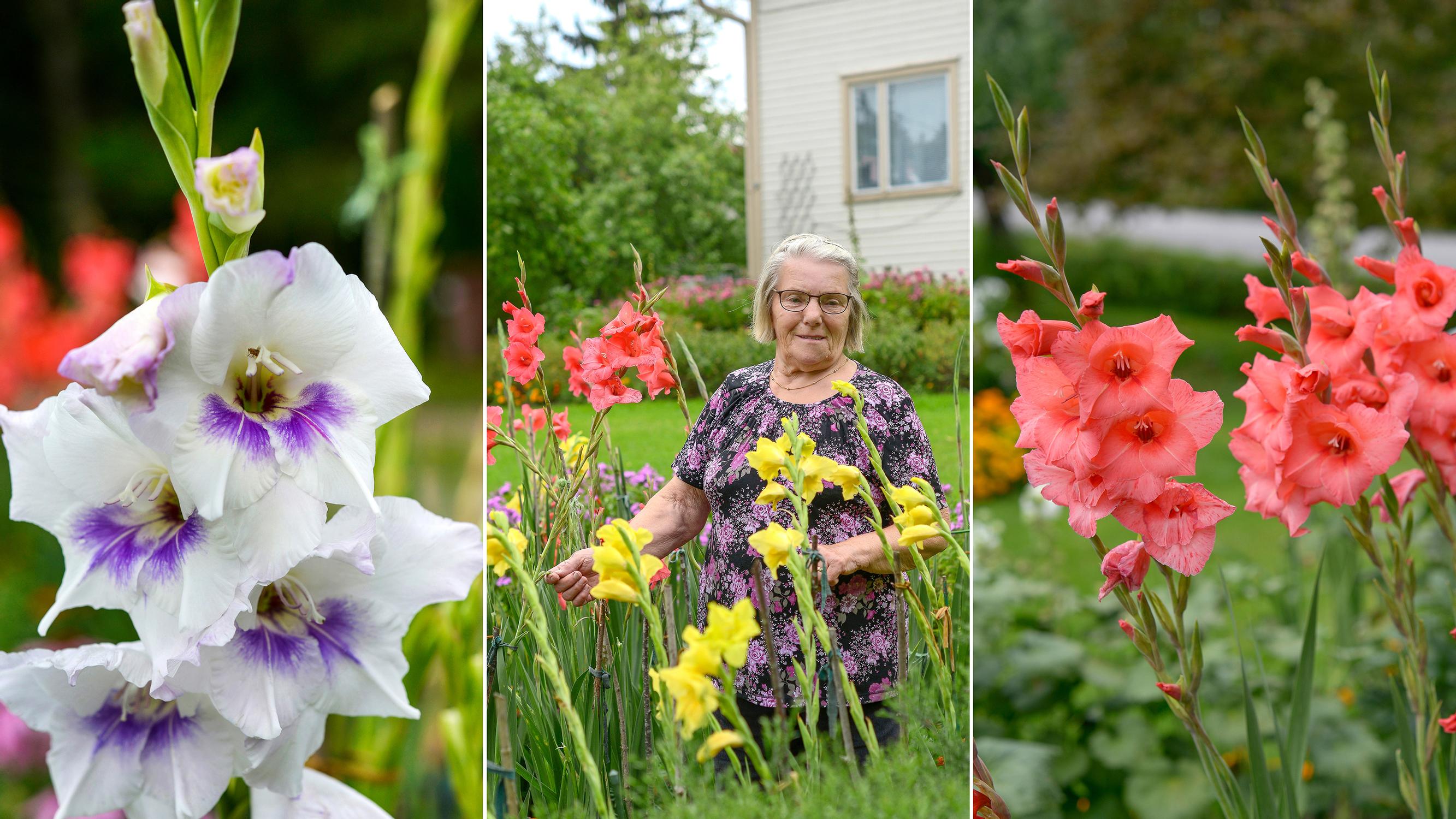 Easier than dahlias, says Marjatta, who has grown gladioli for over 20 years—get an expert’s tips for growing sword lilies!