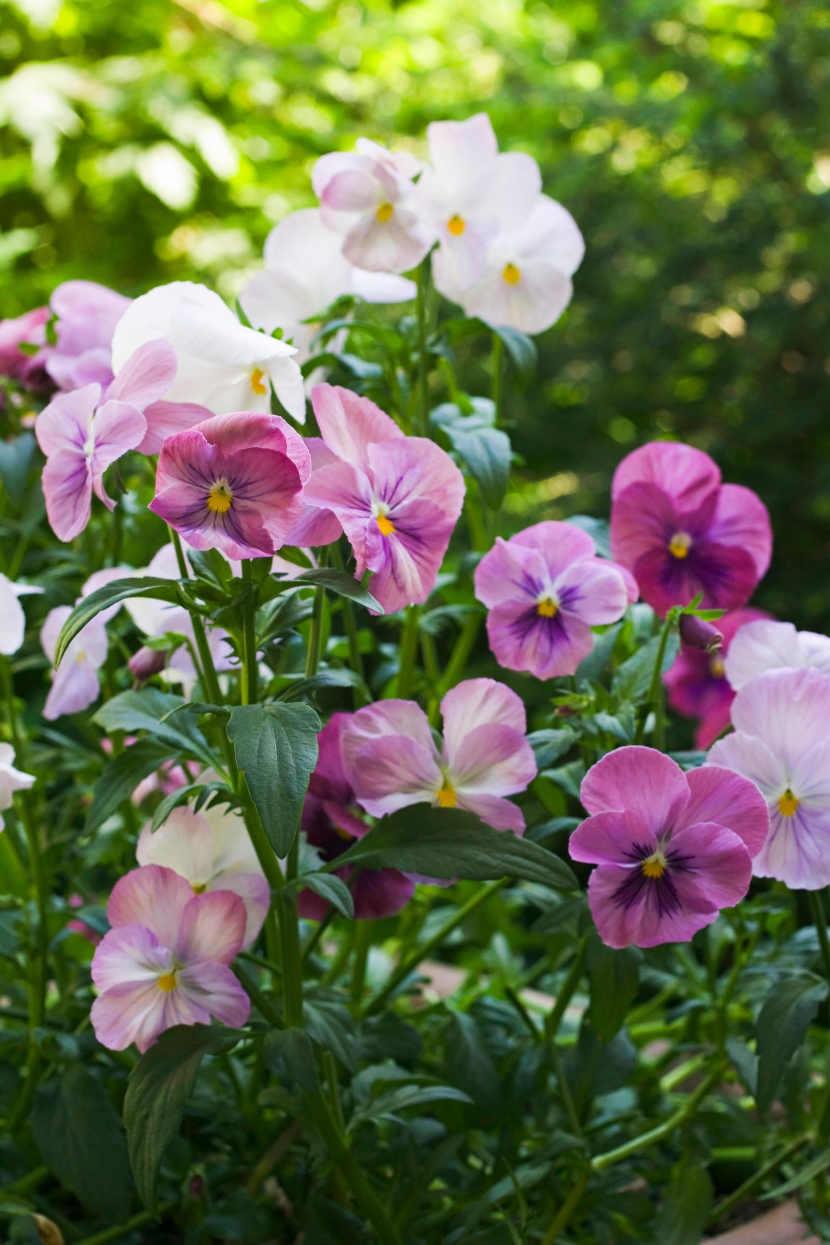 Pansy