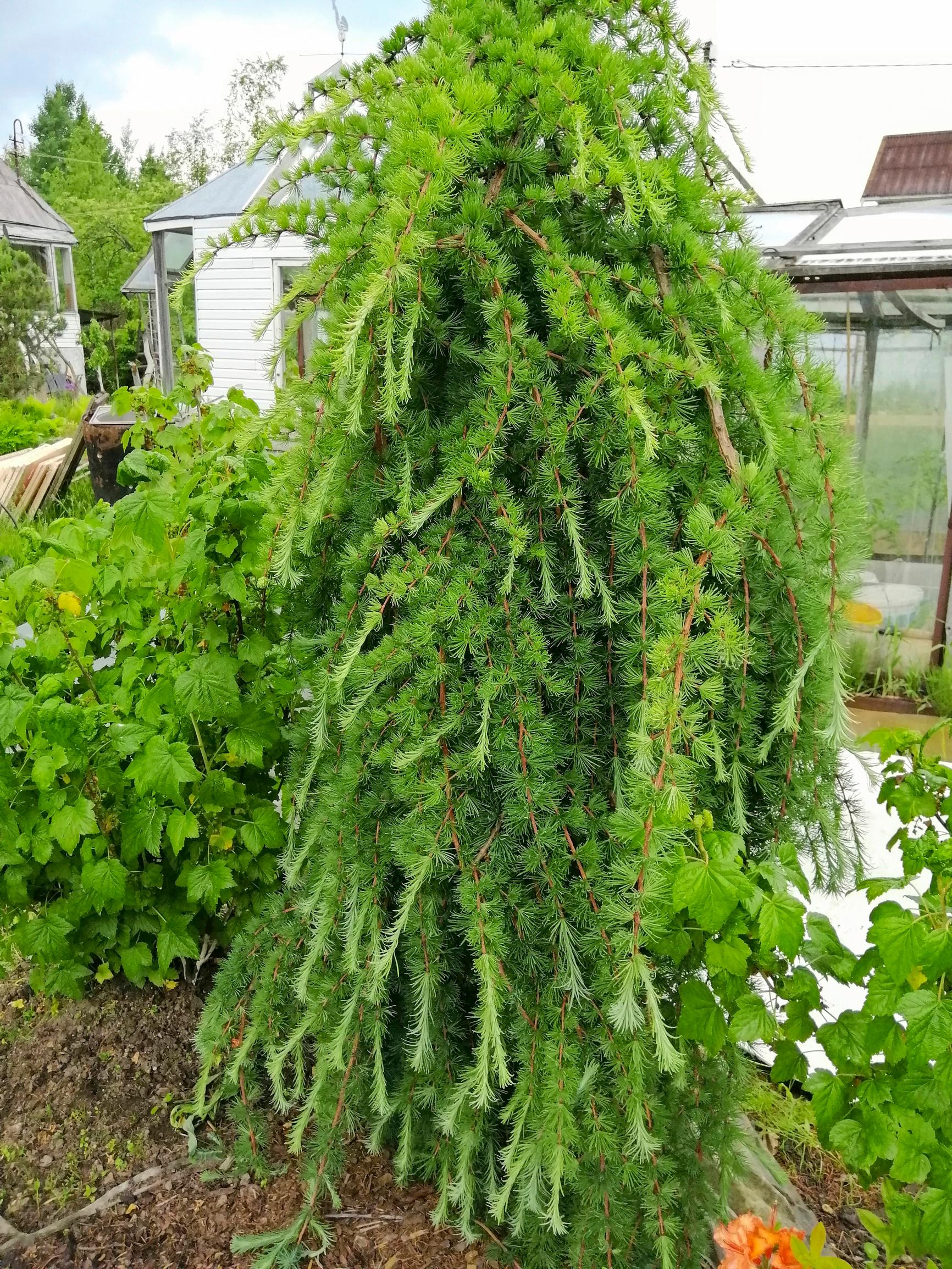 Weeping Japanese larch ‘Stiff Weeper’
