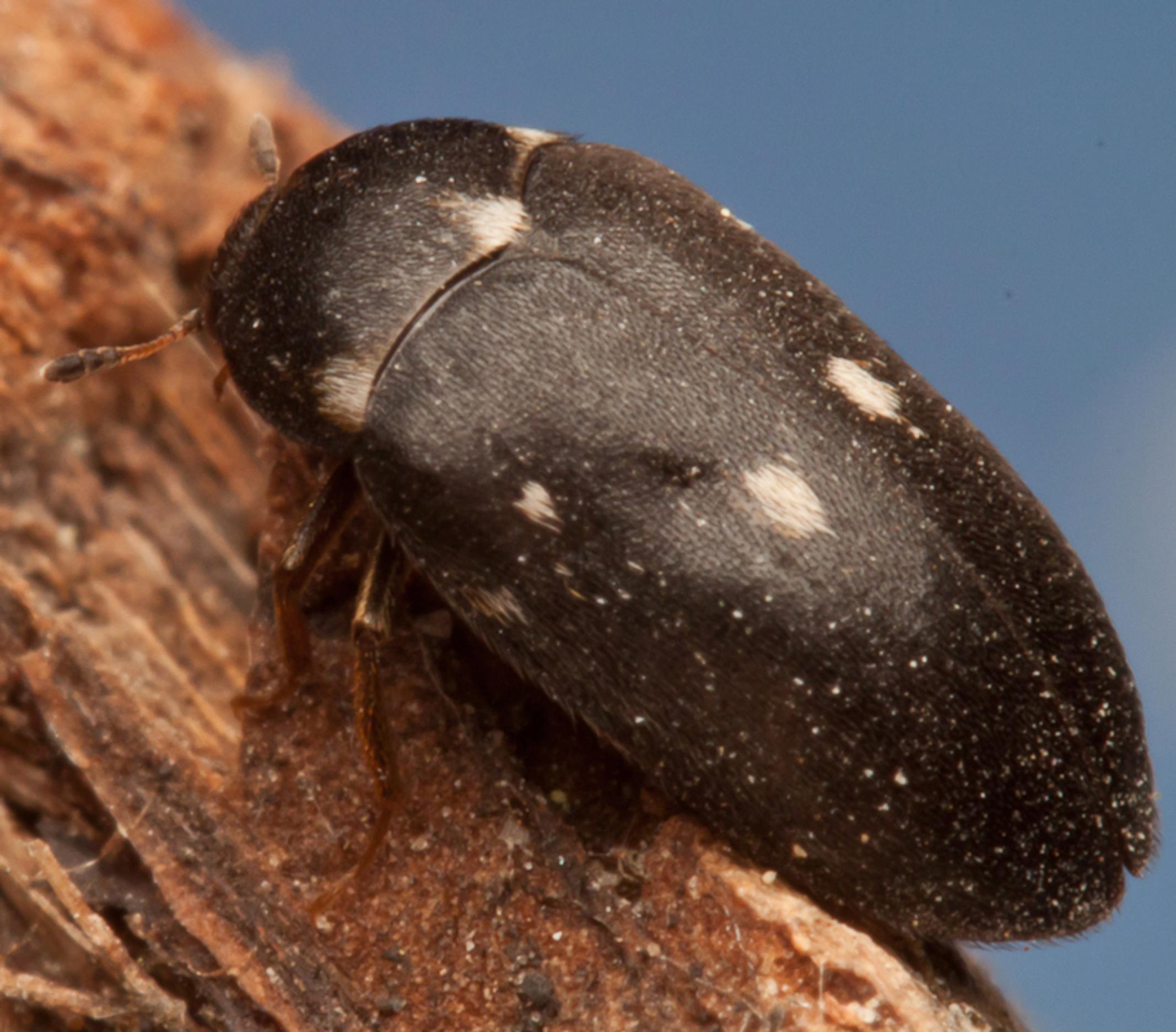 Spotted black carpet beetle, Attagenus pellio