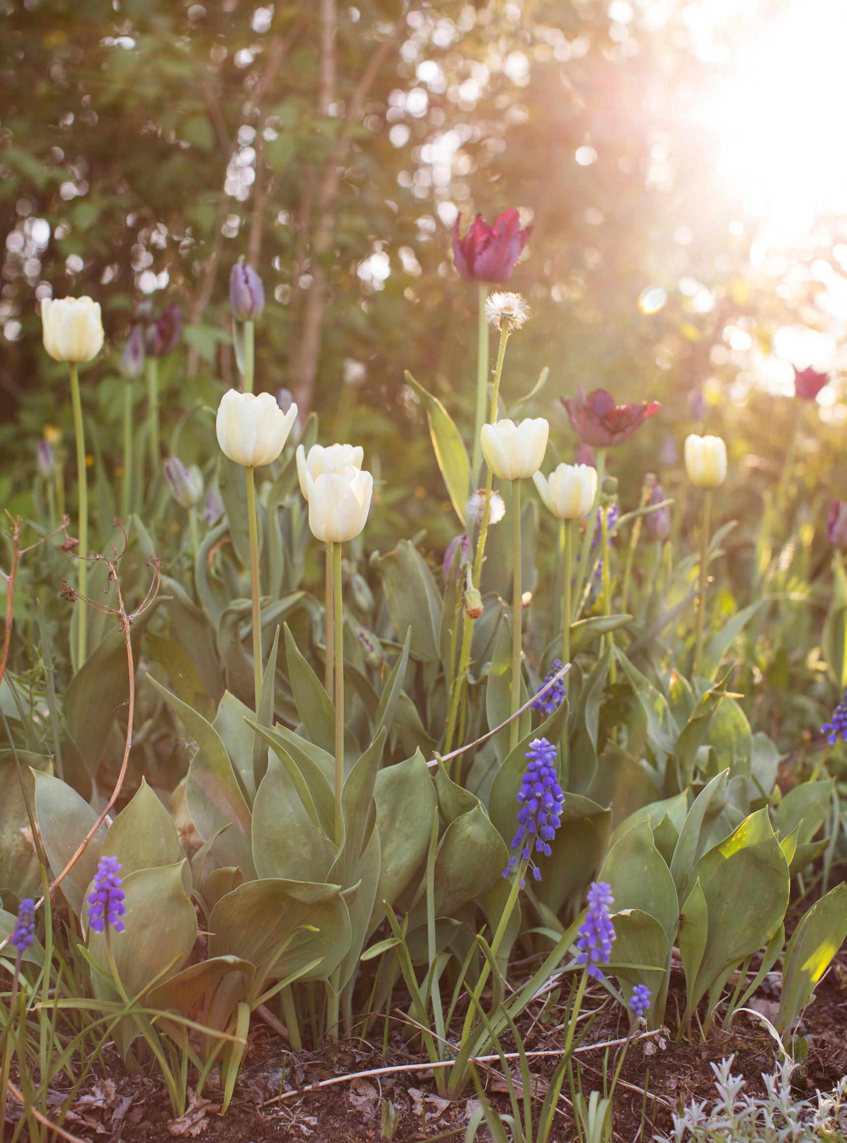 Spring bulb bed