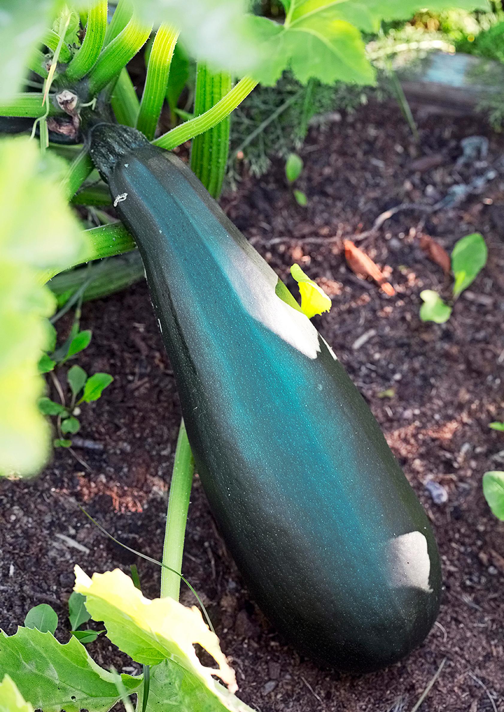 Zucchini harvest