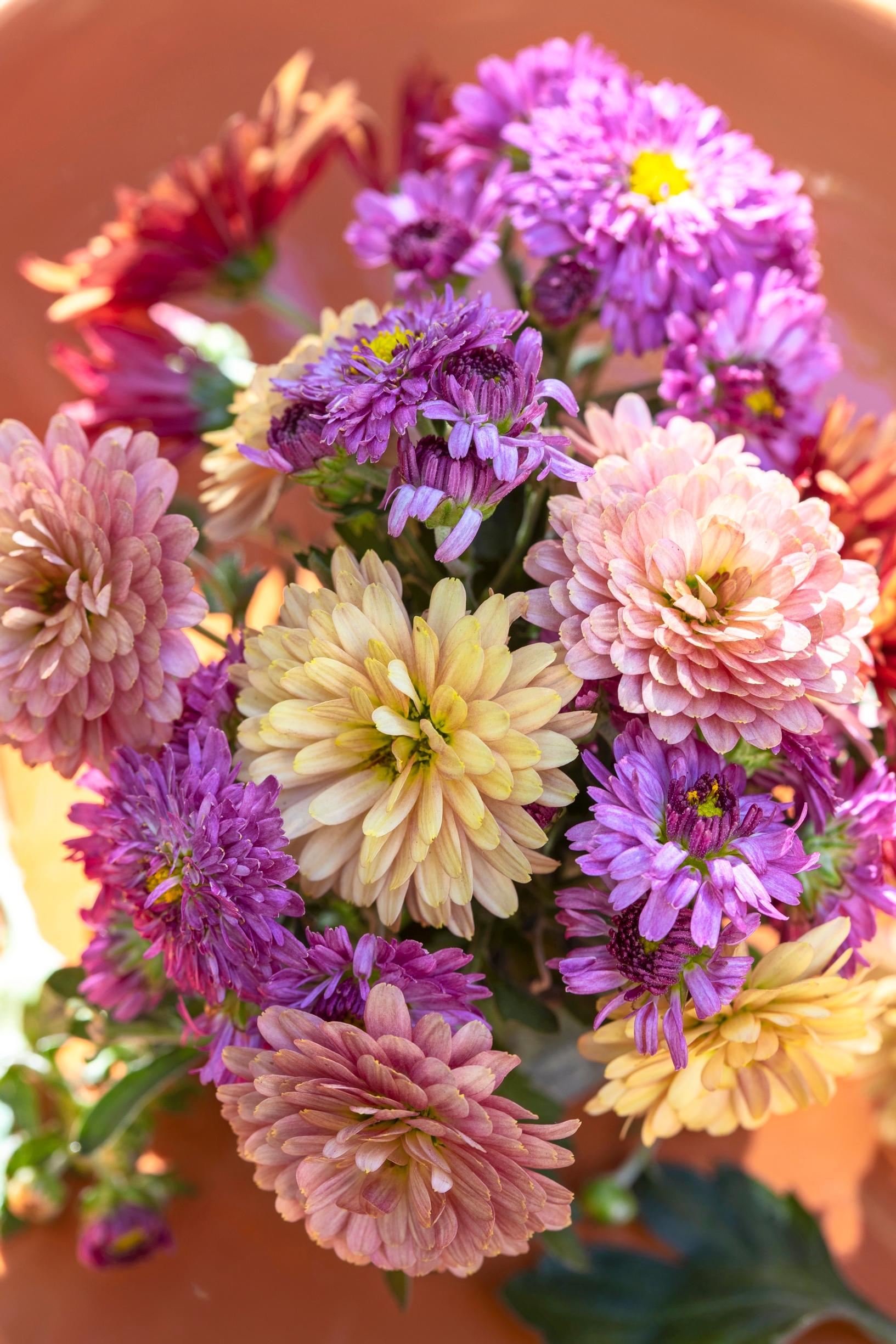 autumn chrysanthemum
