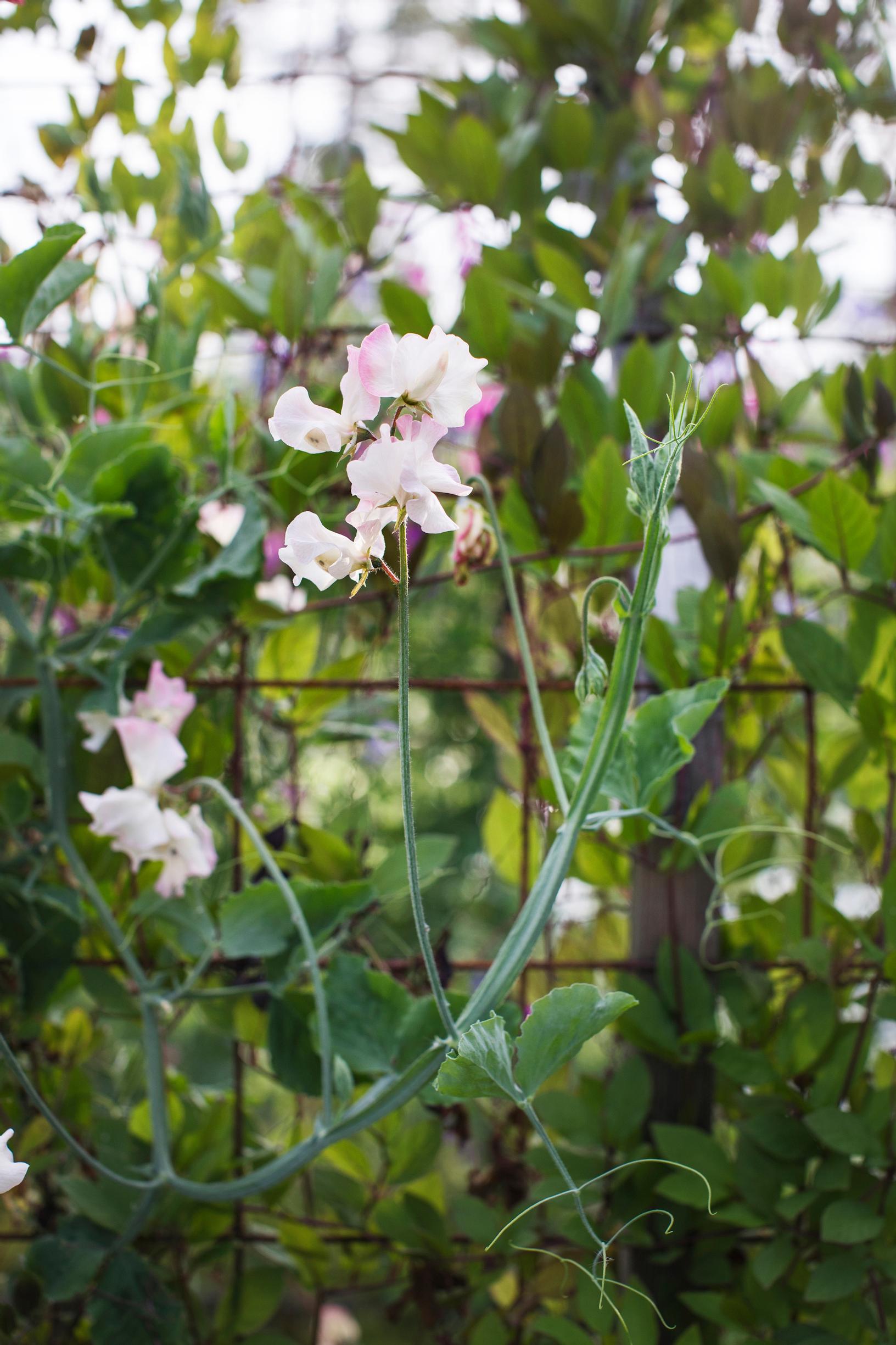 sweet pea