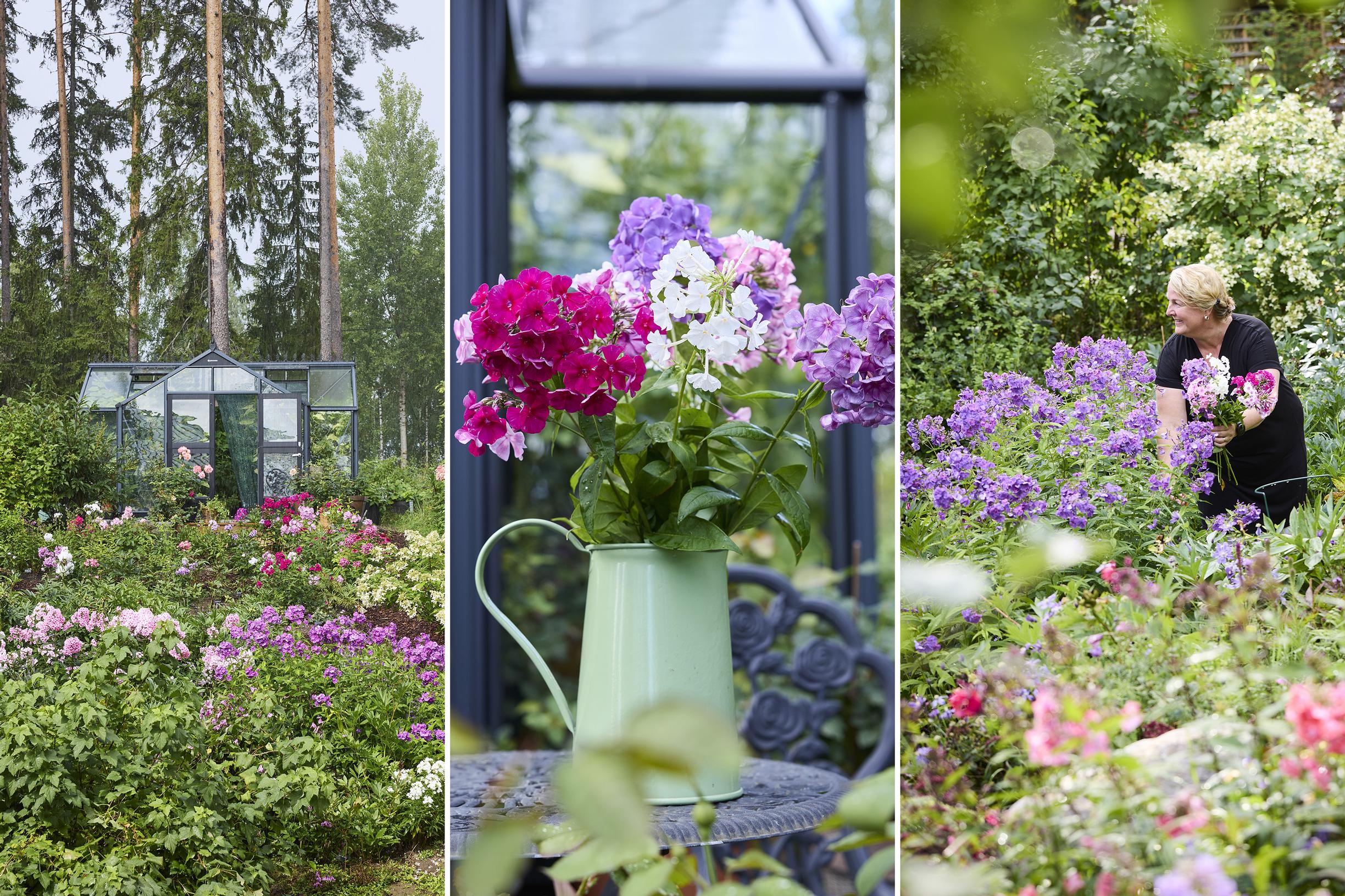 autumn phlox