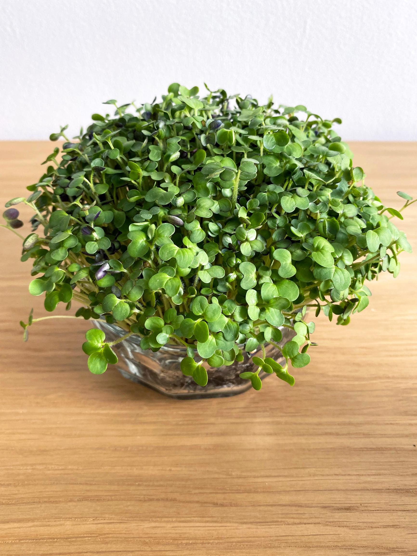 growing mustard: mustard sprouts