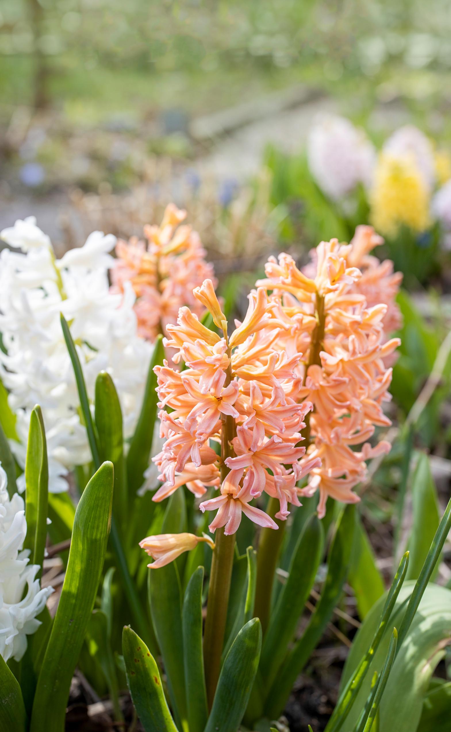 Hyacinth in the garden: ‘Gipsy Queen’ variety
