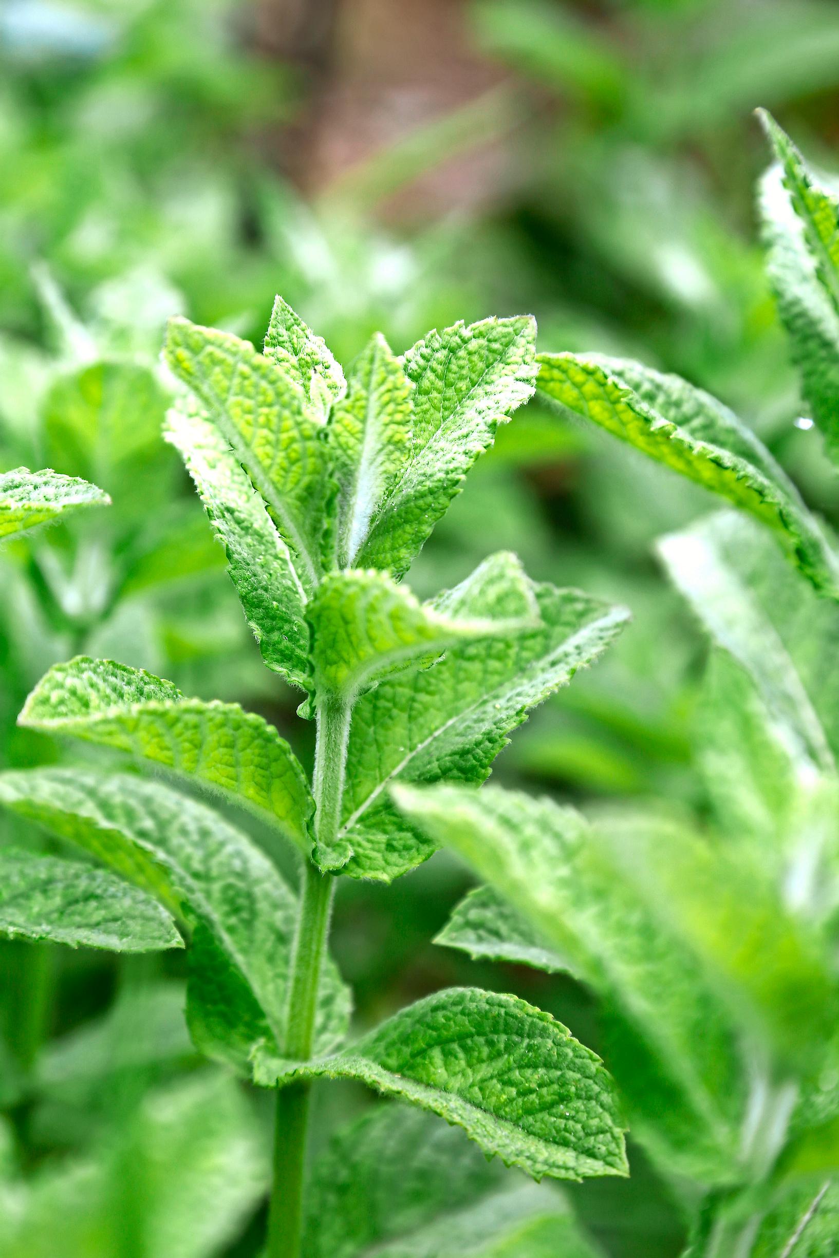 Mint made easy: tips for growing, care, and propagation