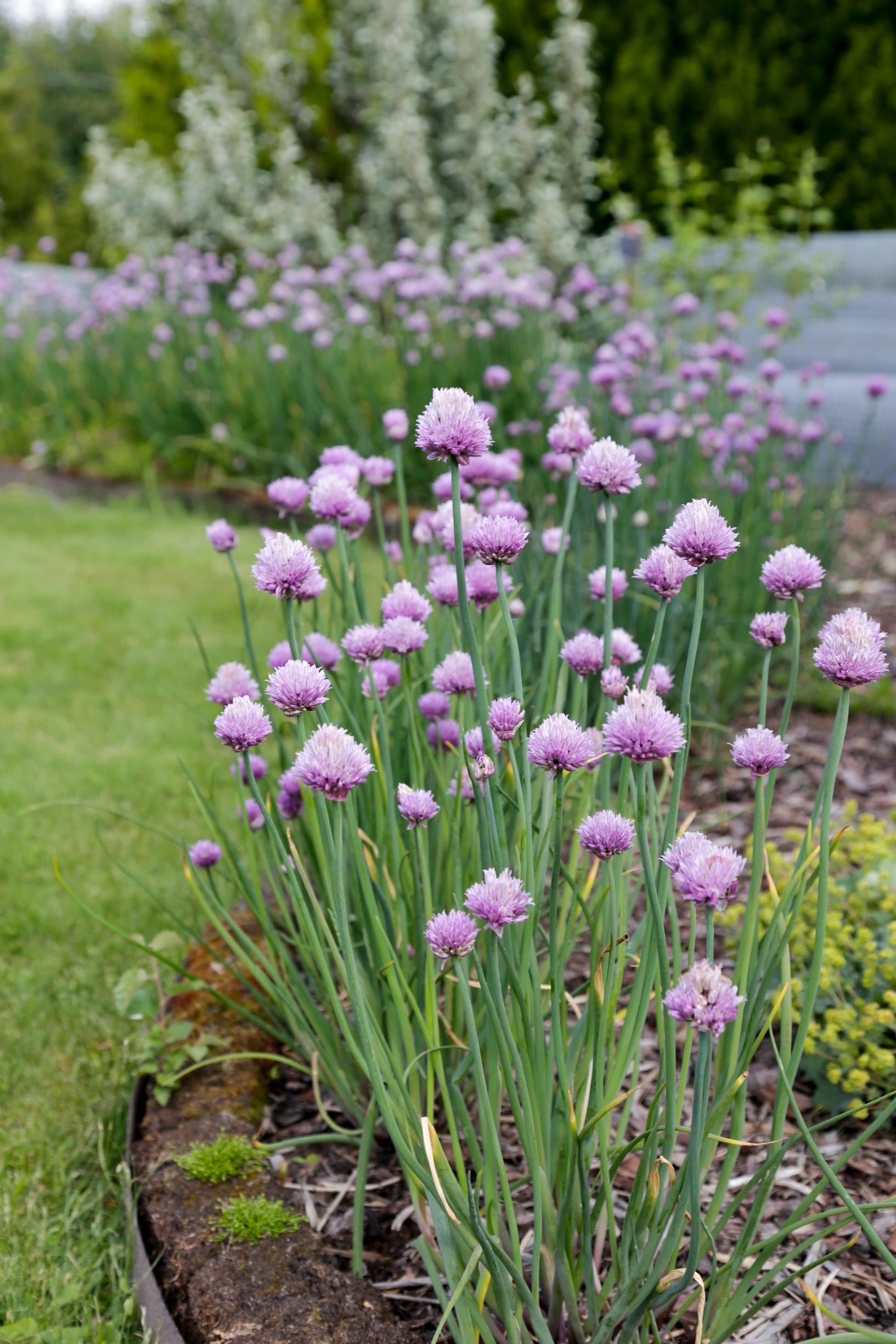 chives