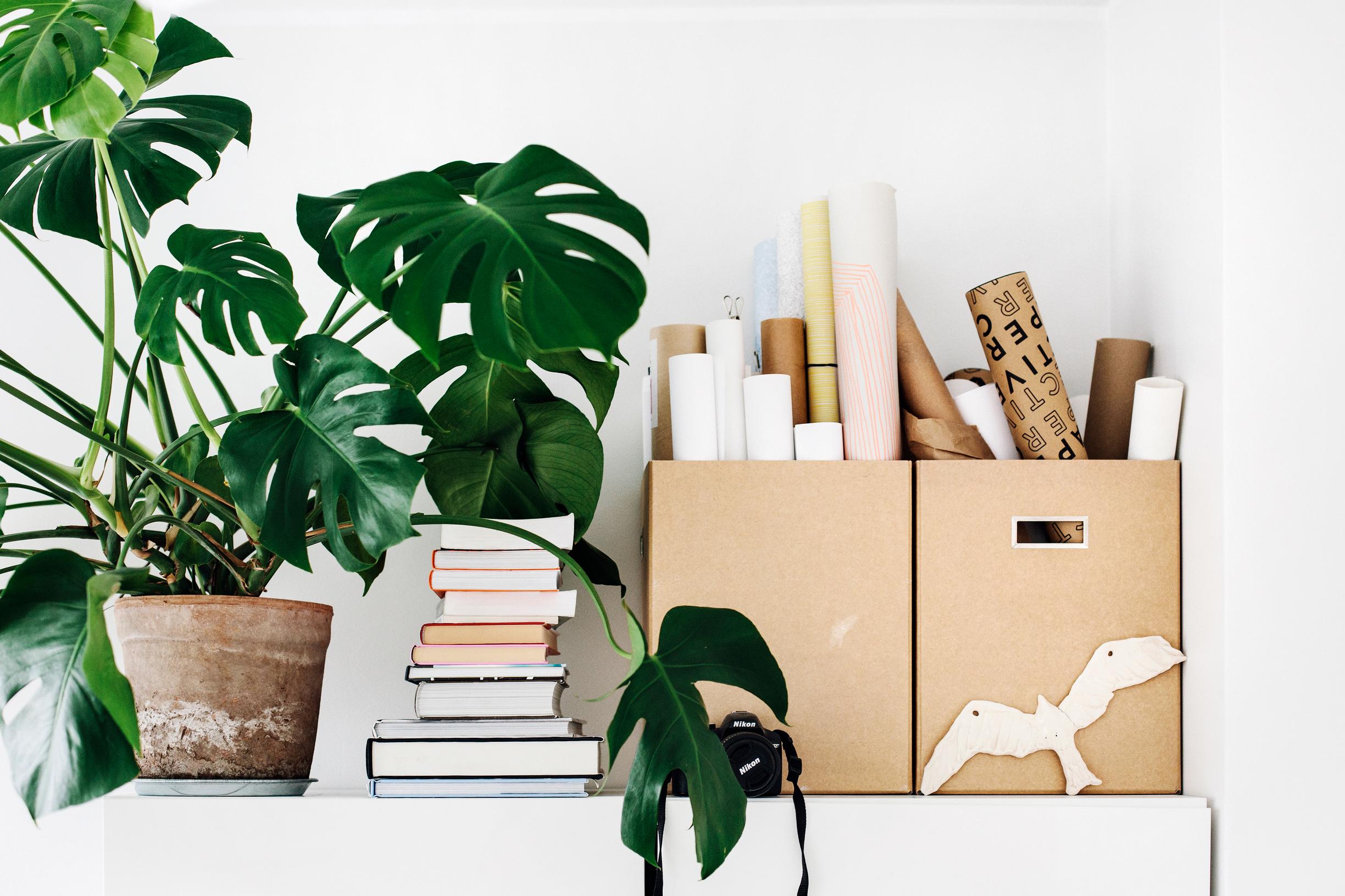 Bring the jungle to your home with a monstera! Essential tips for growing and care
