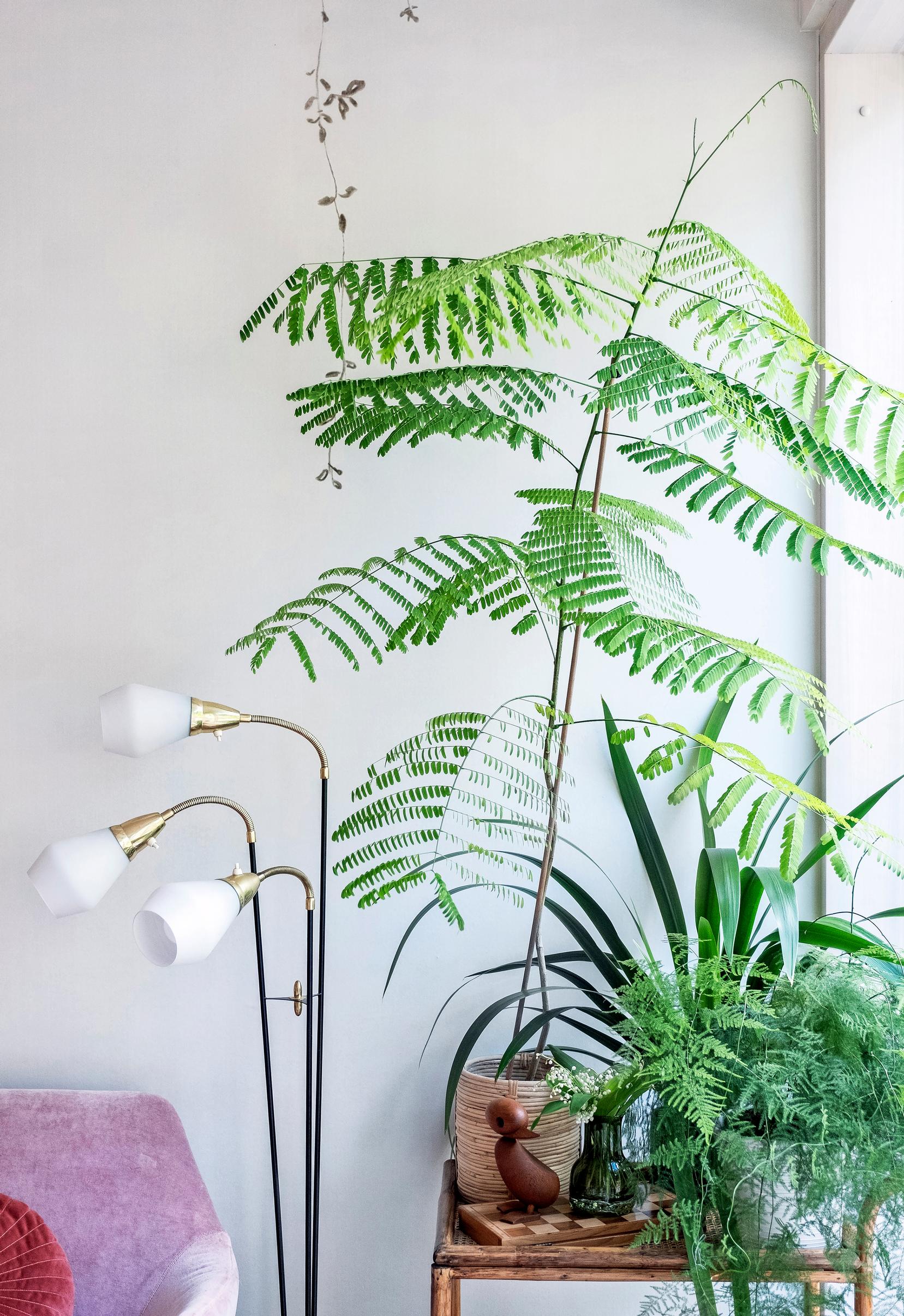 flame tree, walking iris, and common asparagus fern on a rattan cart