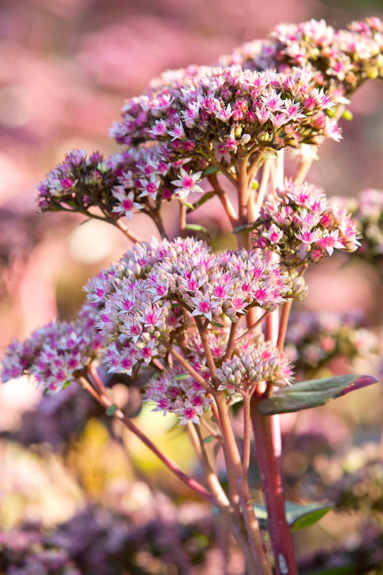 Easy grow perennial flowers