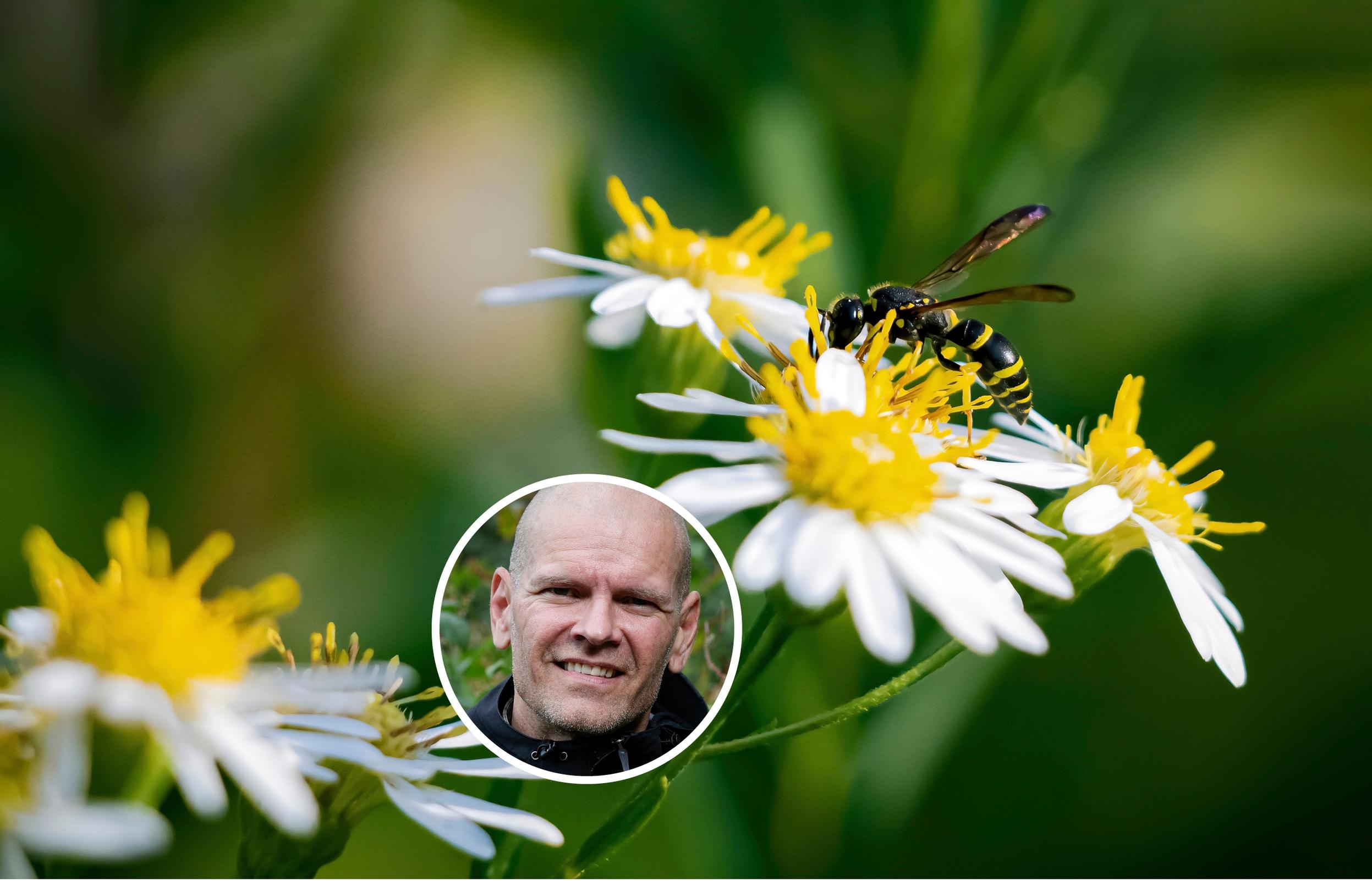 Don’t hate wasps—they’re useful in the yard, says expert (and offers tips on how to lure them away from the patio)