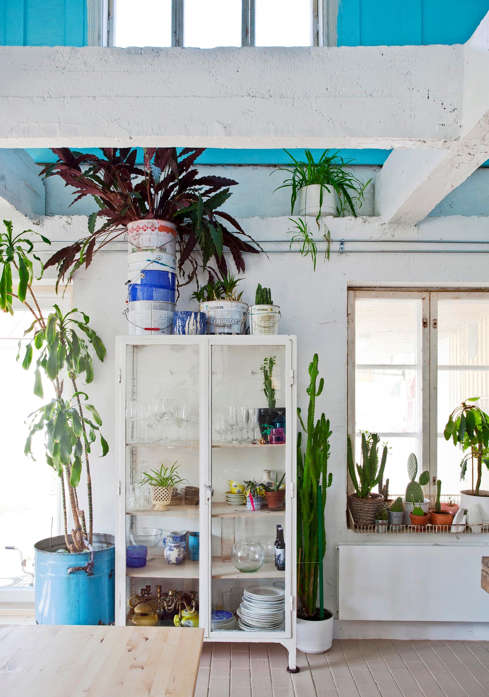 Plants in paint cans in the kitchen