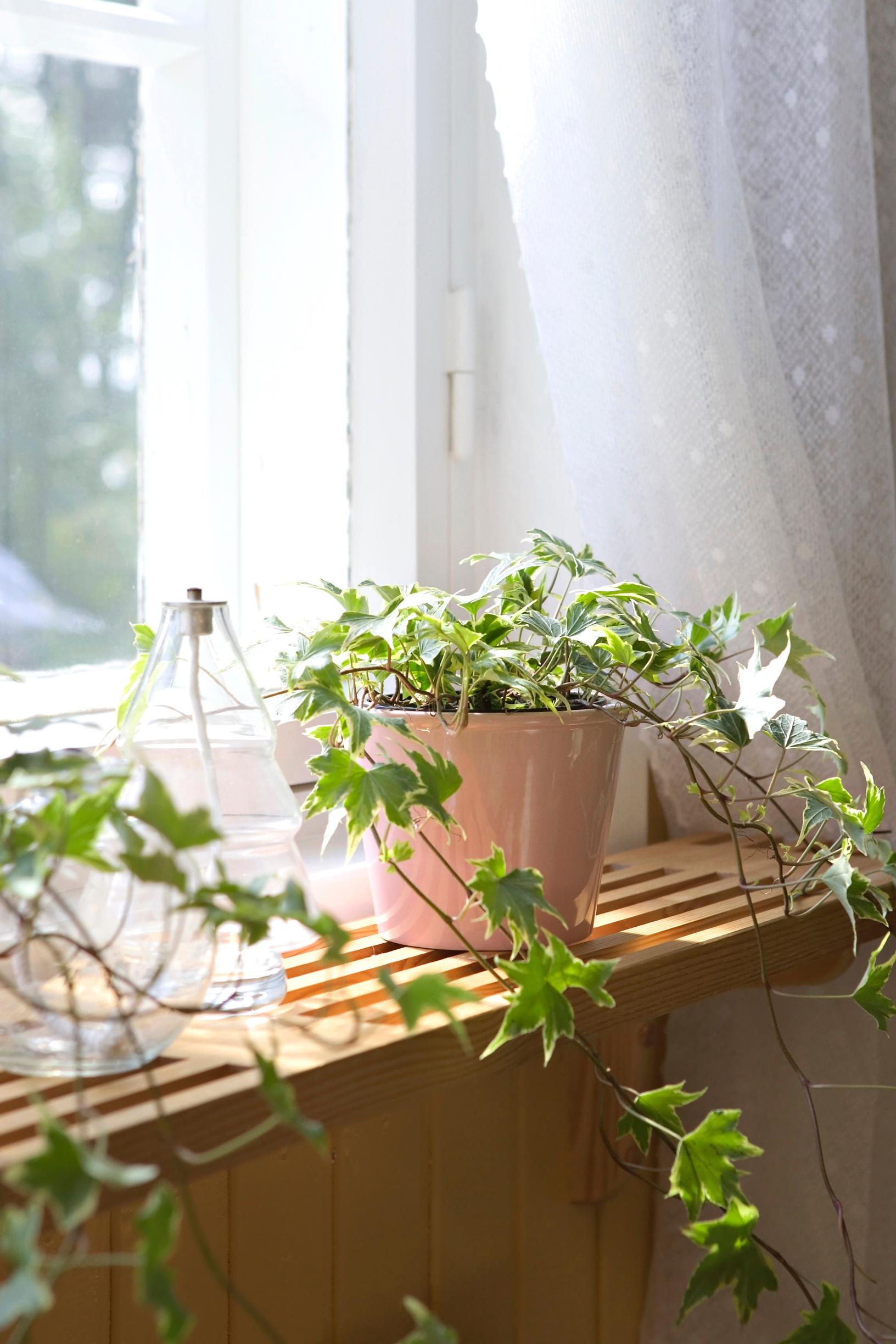 Ivy on a windowsill