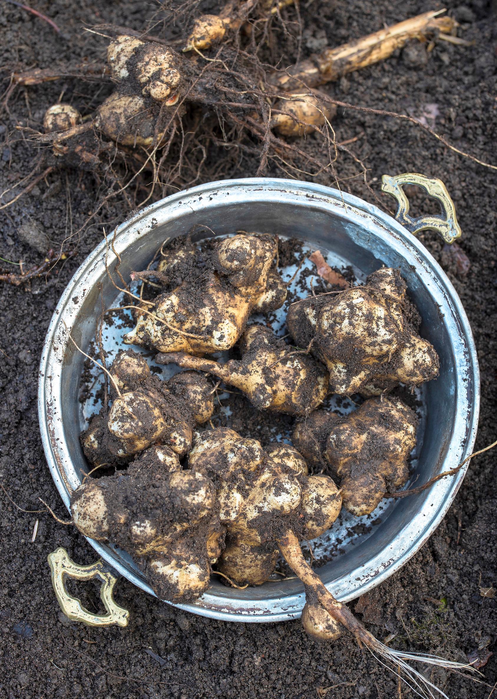 Earthy Jerusalem artichoke tubers