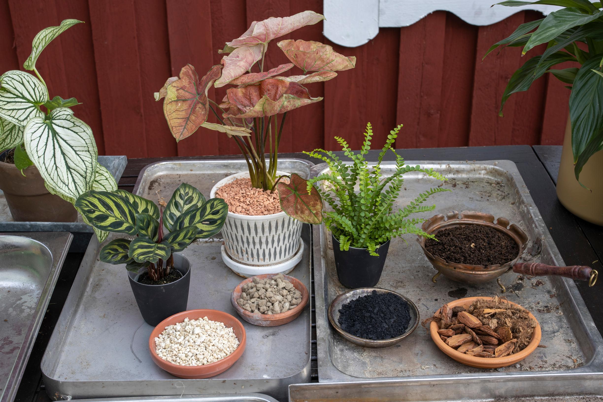 vermiculite houseplant gravel clay granules biochar bark bokashi soil