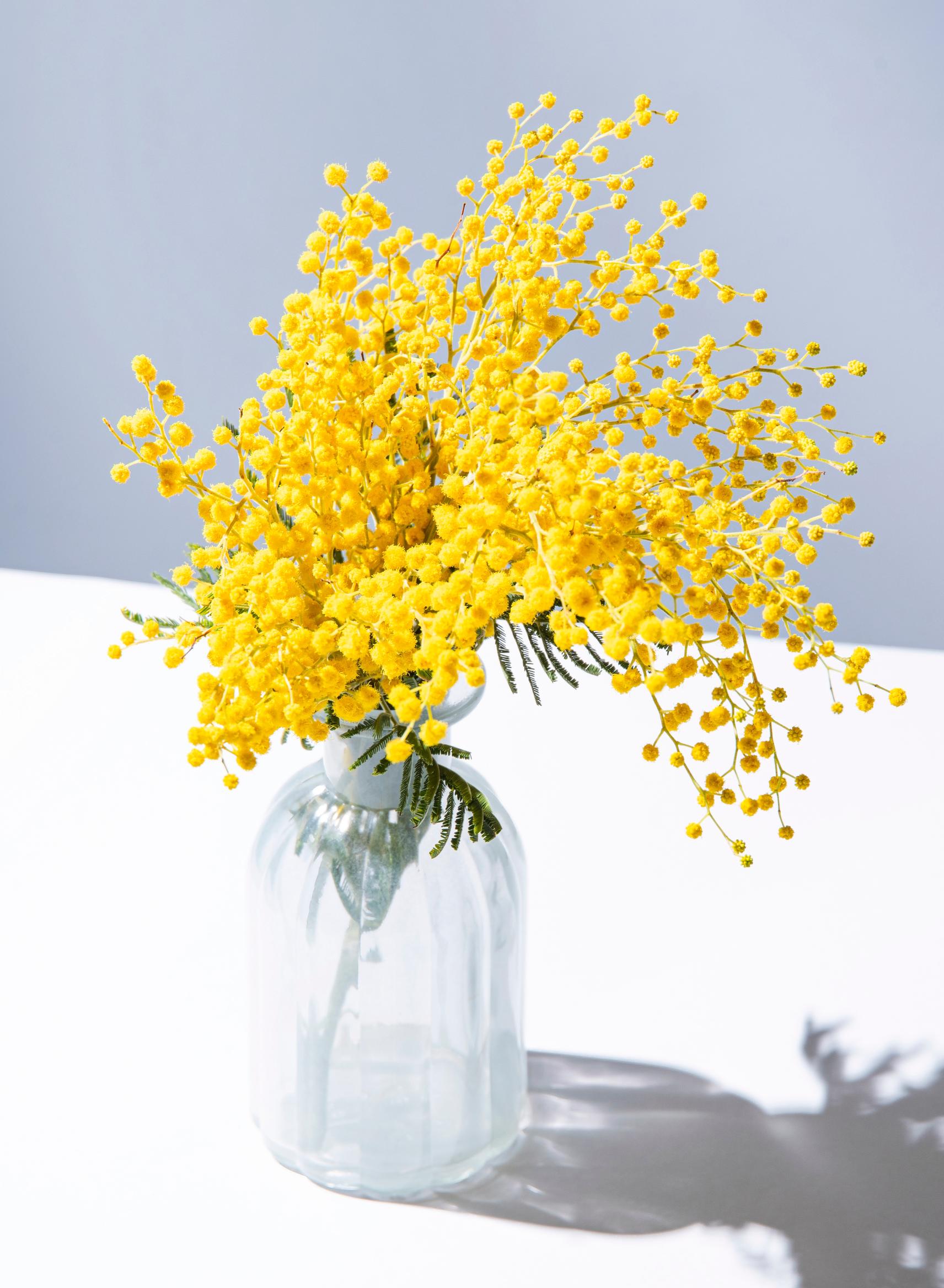 A mimosa branch in a vase
