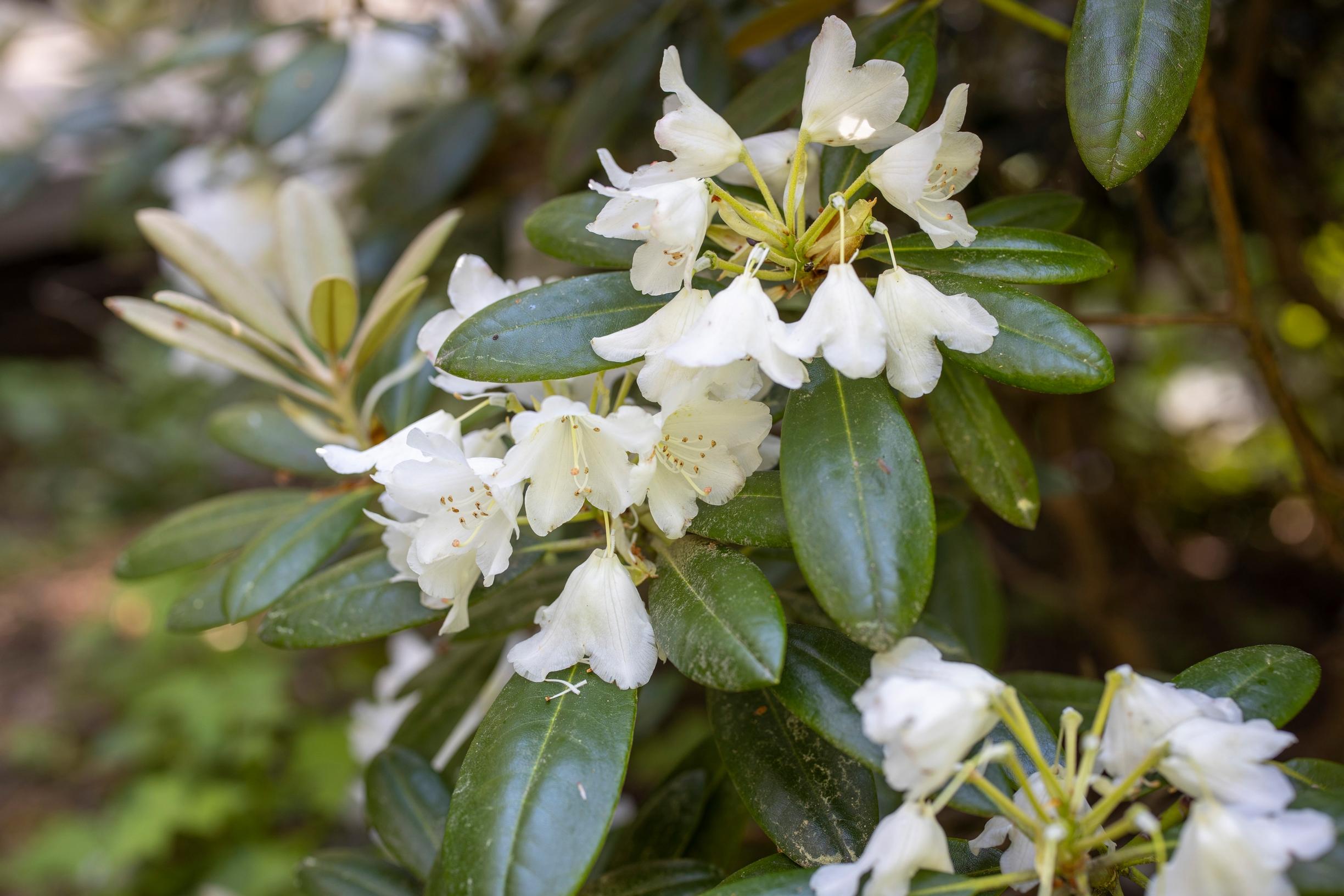 A rhododendron bloom can fade to snowy white