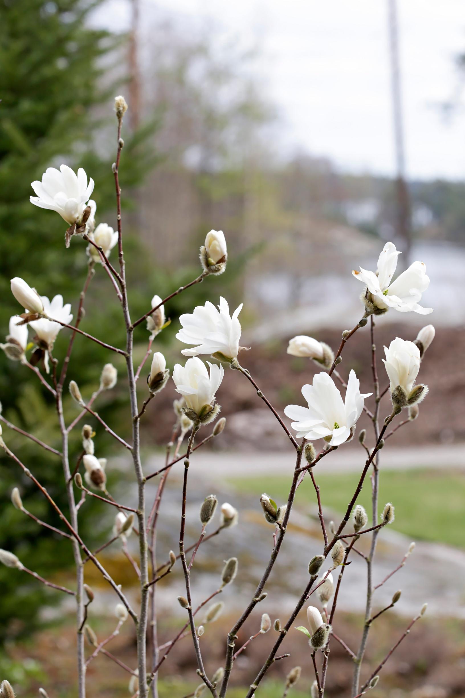 Hybrid magnolia ‘Merrill’