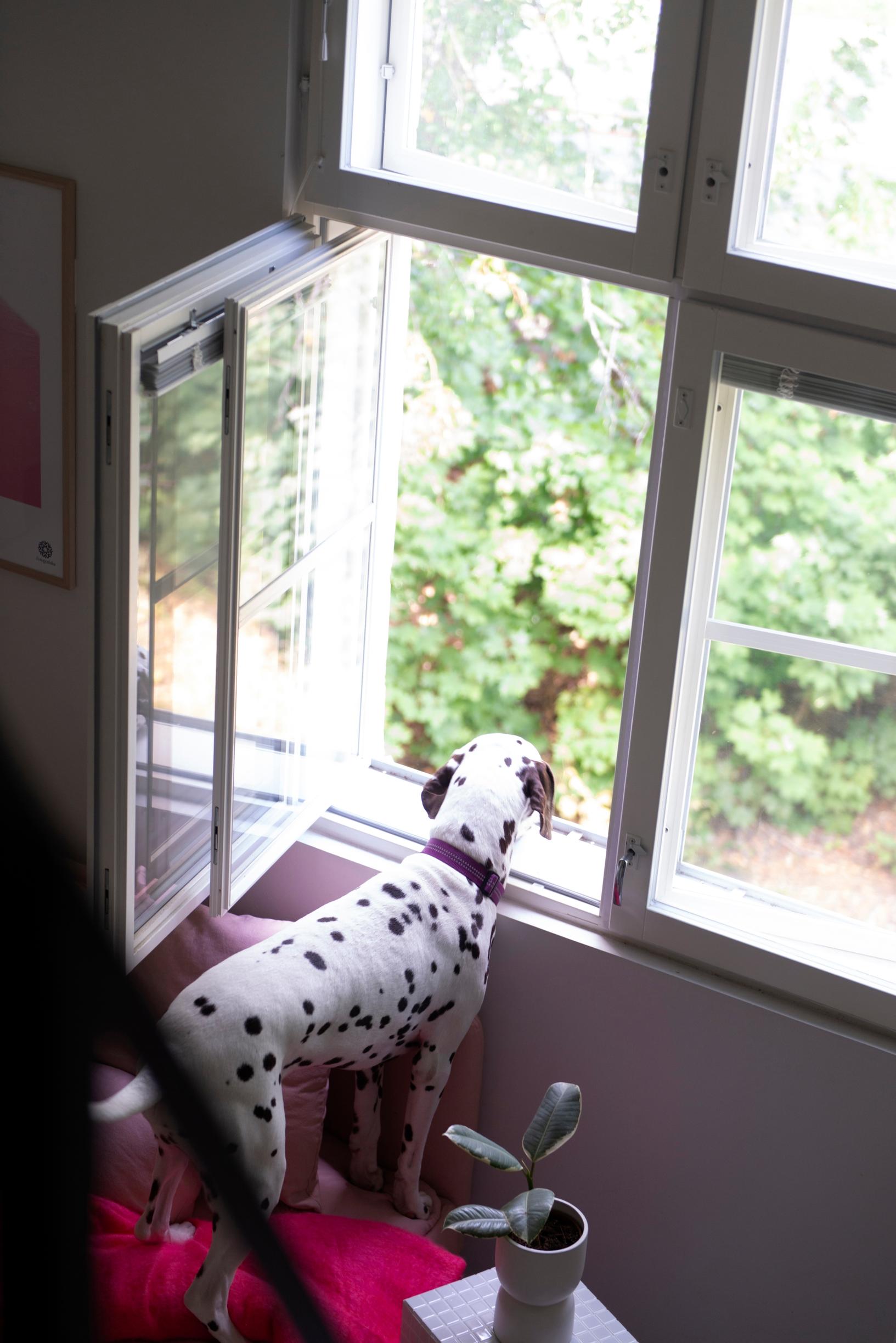 A dog looking out the window