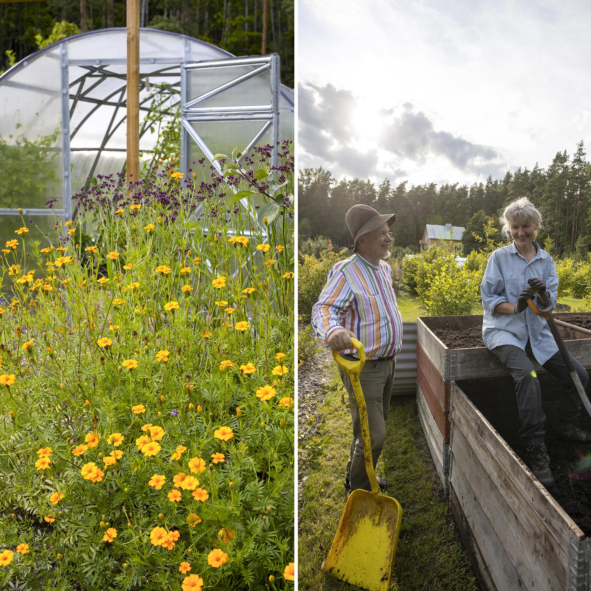 Truffles, apricots, and unusual berries: explore Outi and Nalle’s no-dig garden of 500 different edible plants and a remarkable compost