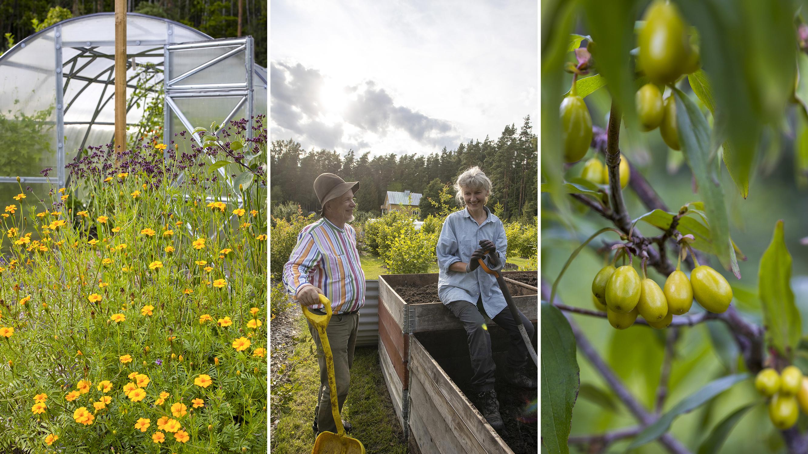 Truffles, apricots, and unusual berries: explore Outi and Nalle’s no-dig garden of 500 different edible plants and a remarkable compost