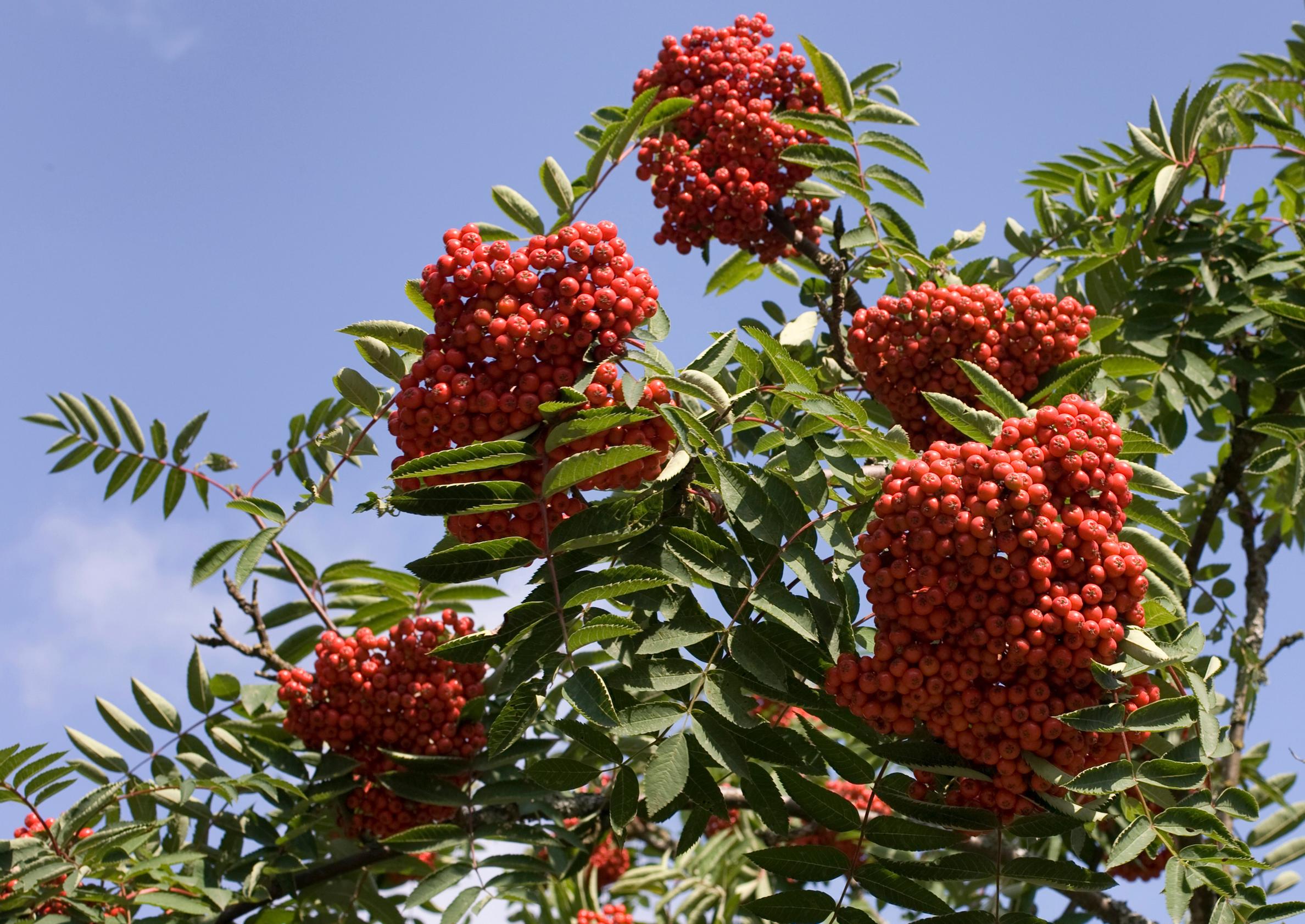 Rowan tree in summer