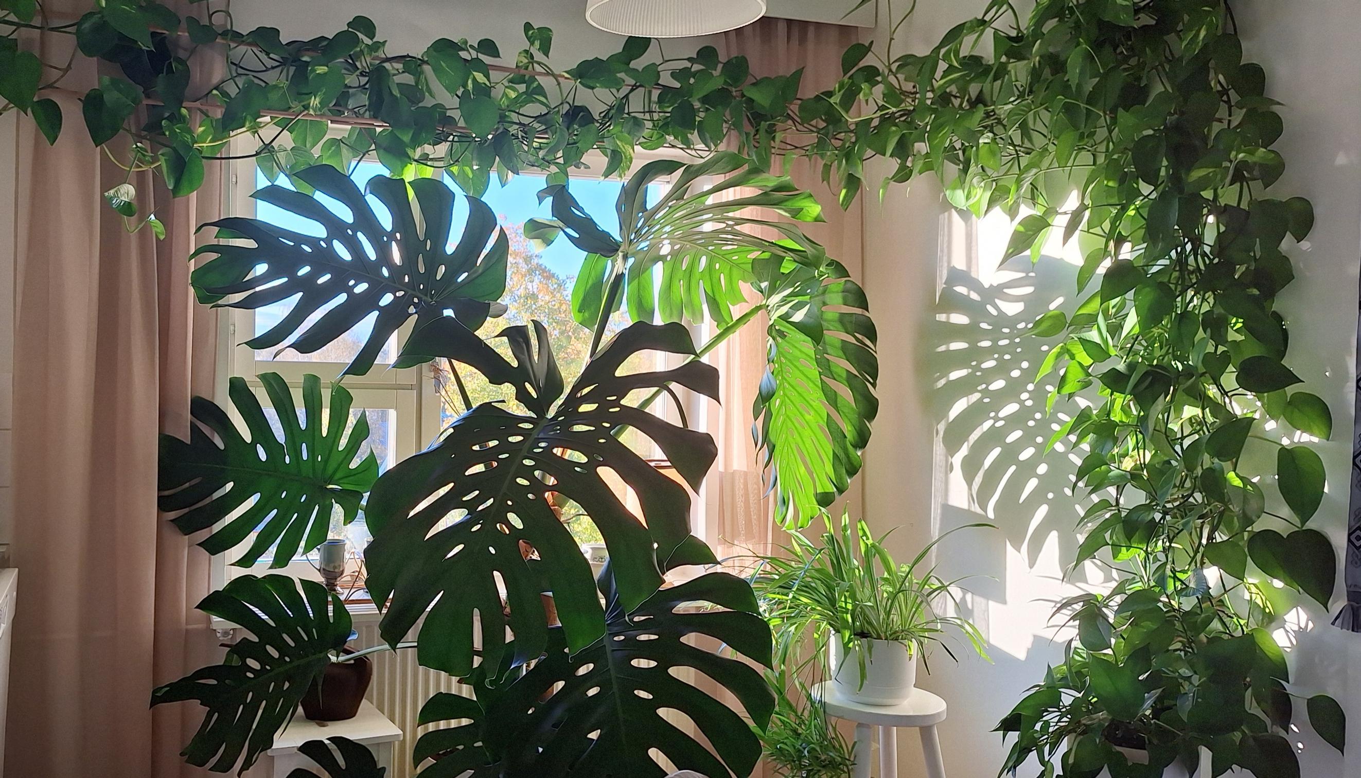 giant monstera and golden pothos