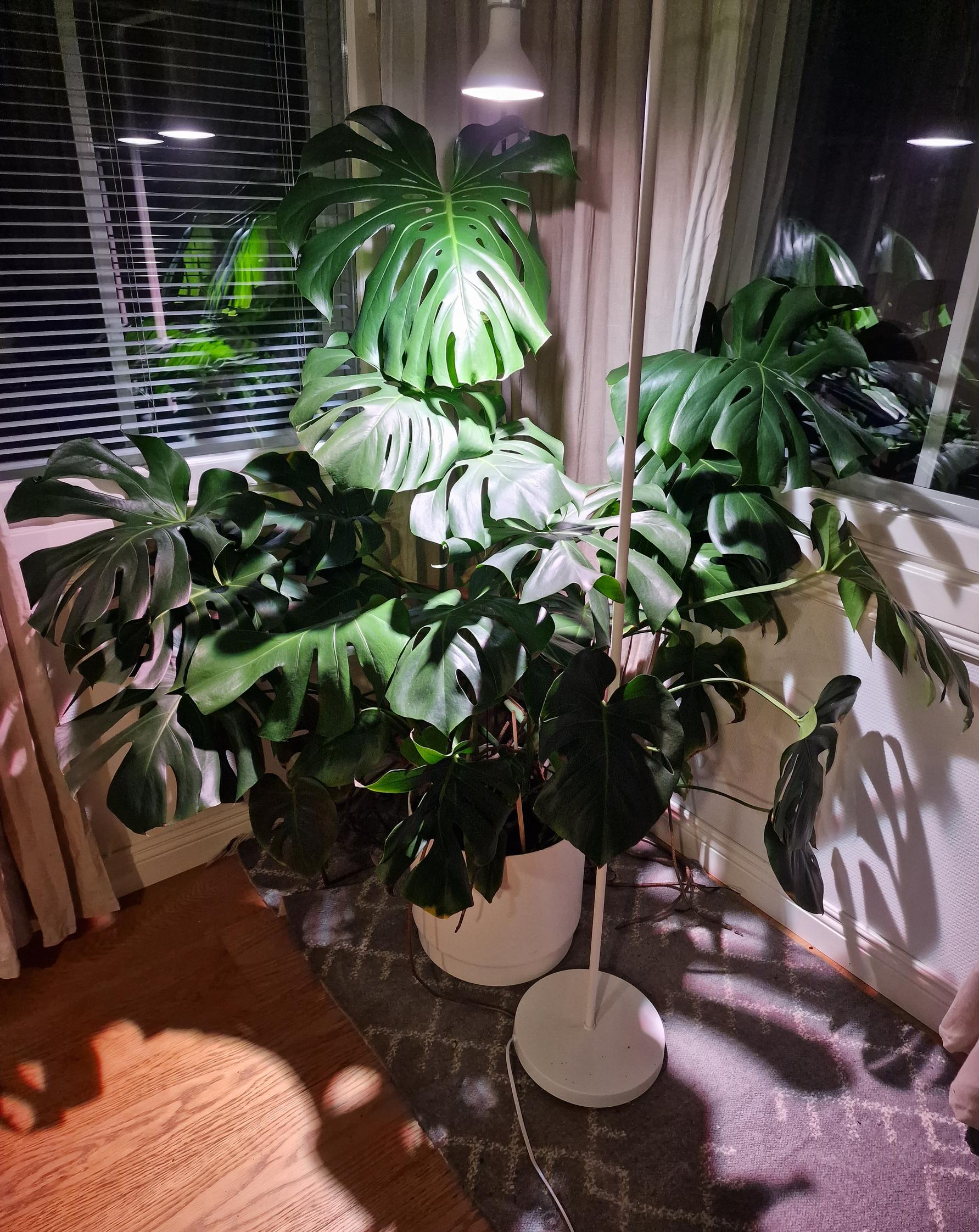 Janette Hämäläinen’s monstera