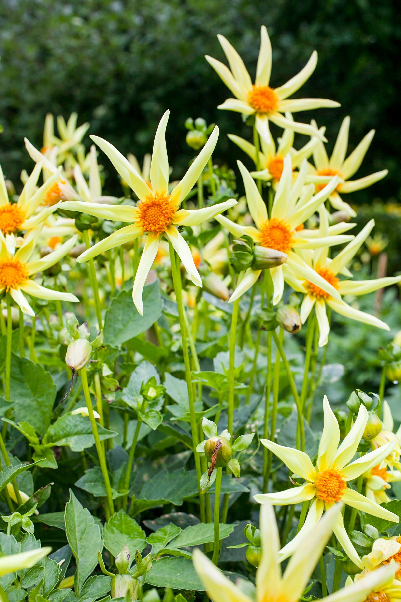 Star dahlia ‘Honka Yellow’