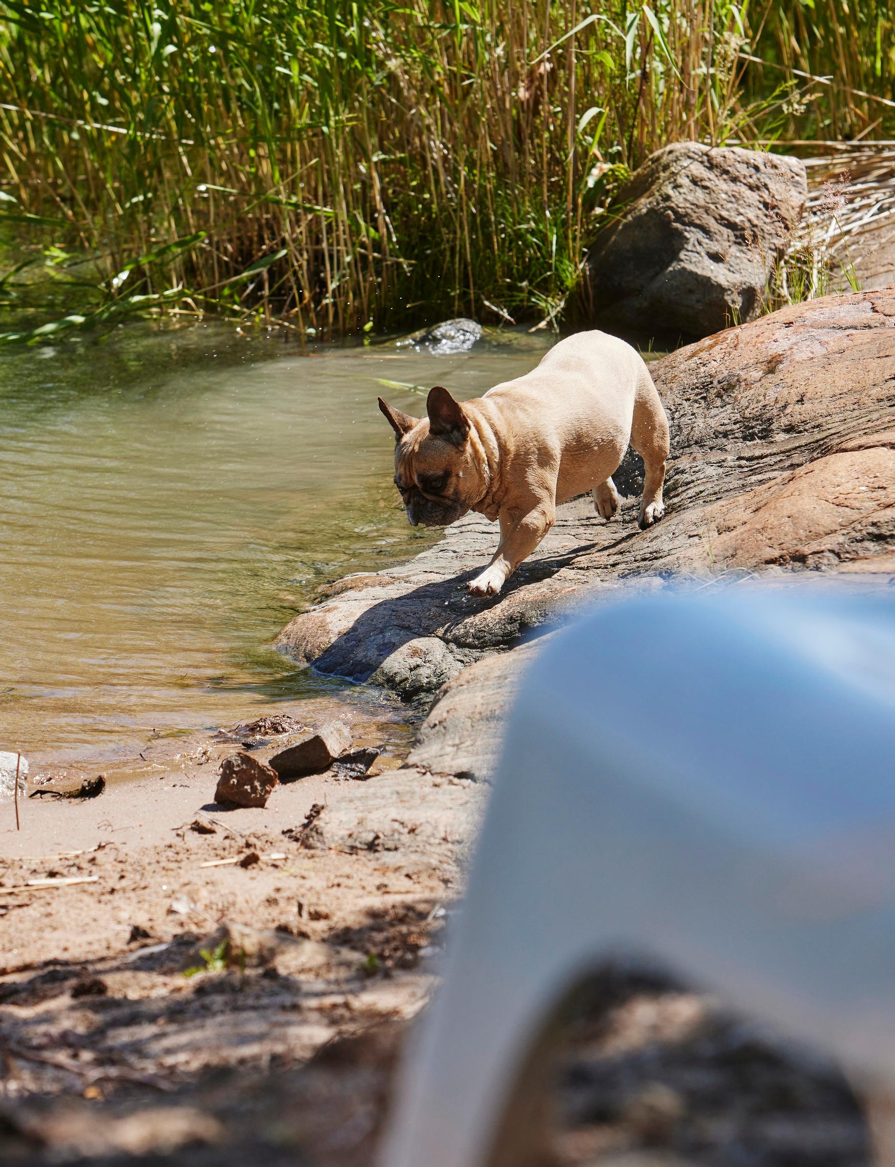 Alexa the dog on the rocky shoreline of the island