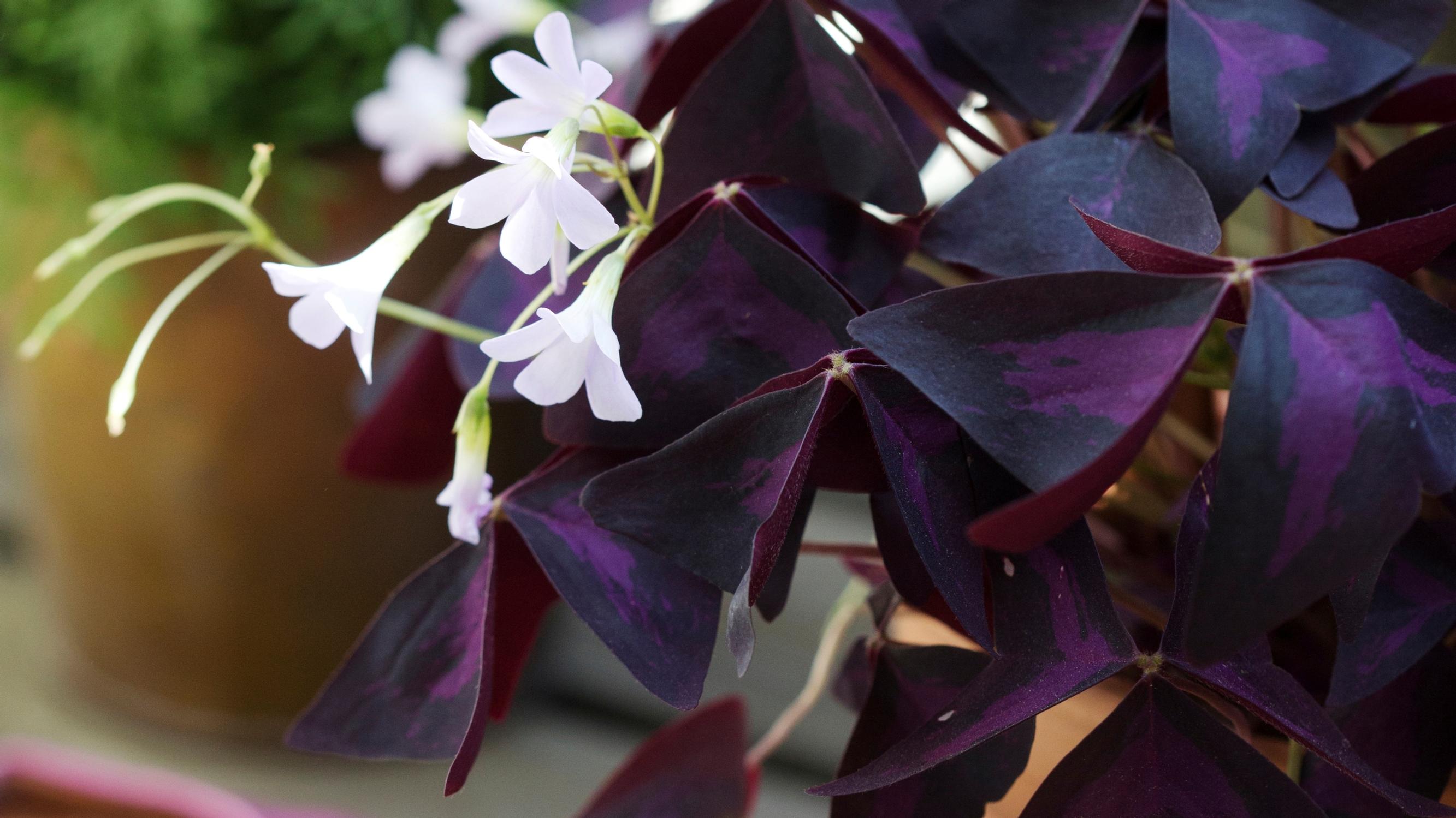 False shamrock: how to help it thrive and what to do in winter—expert tips