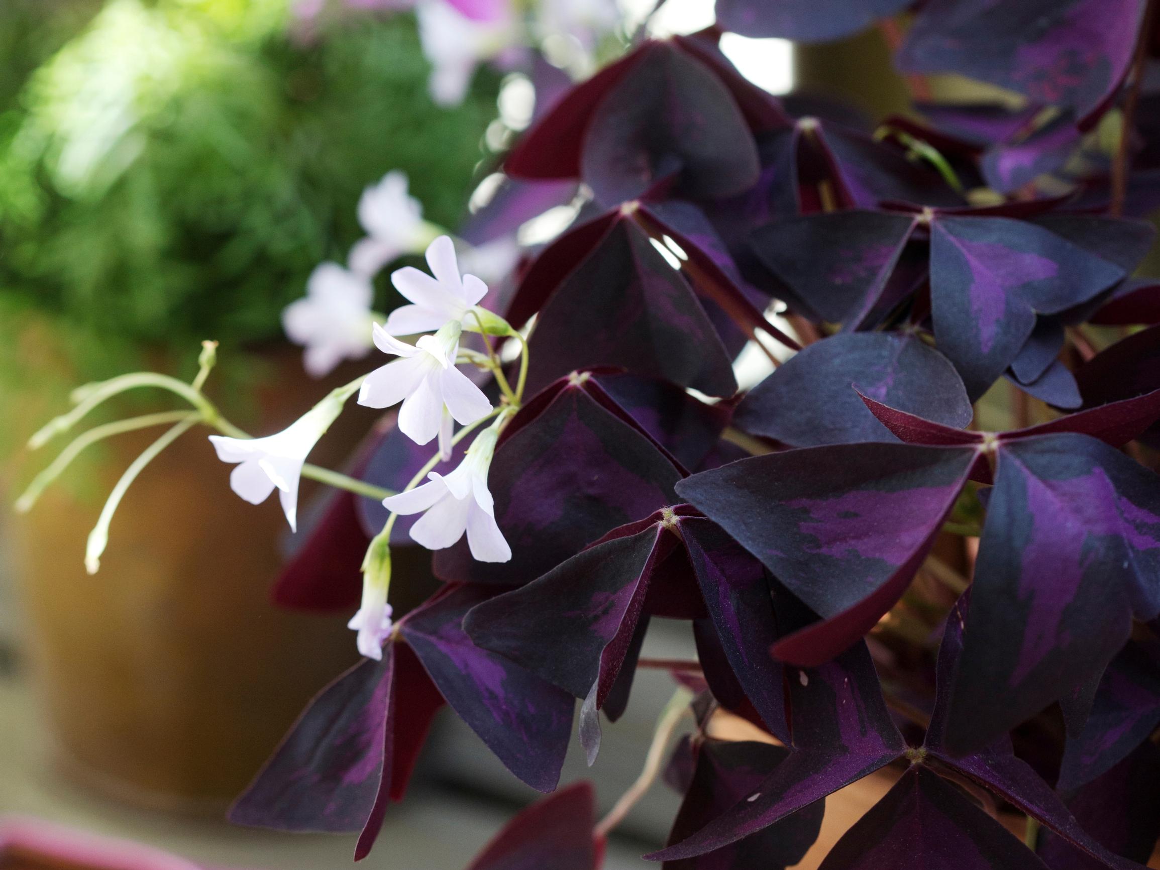 False shamrock: how to help it thrive and what to do in winter—expert tips