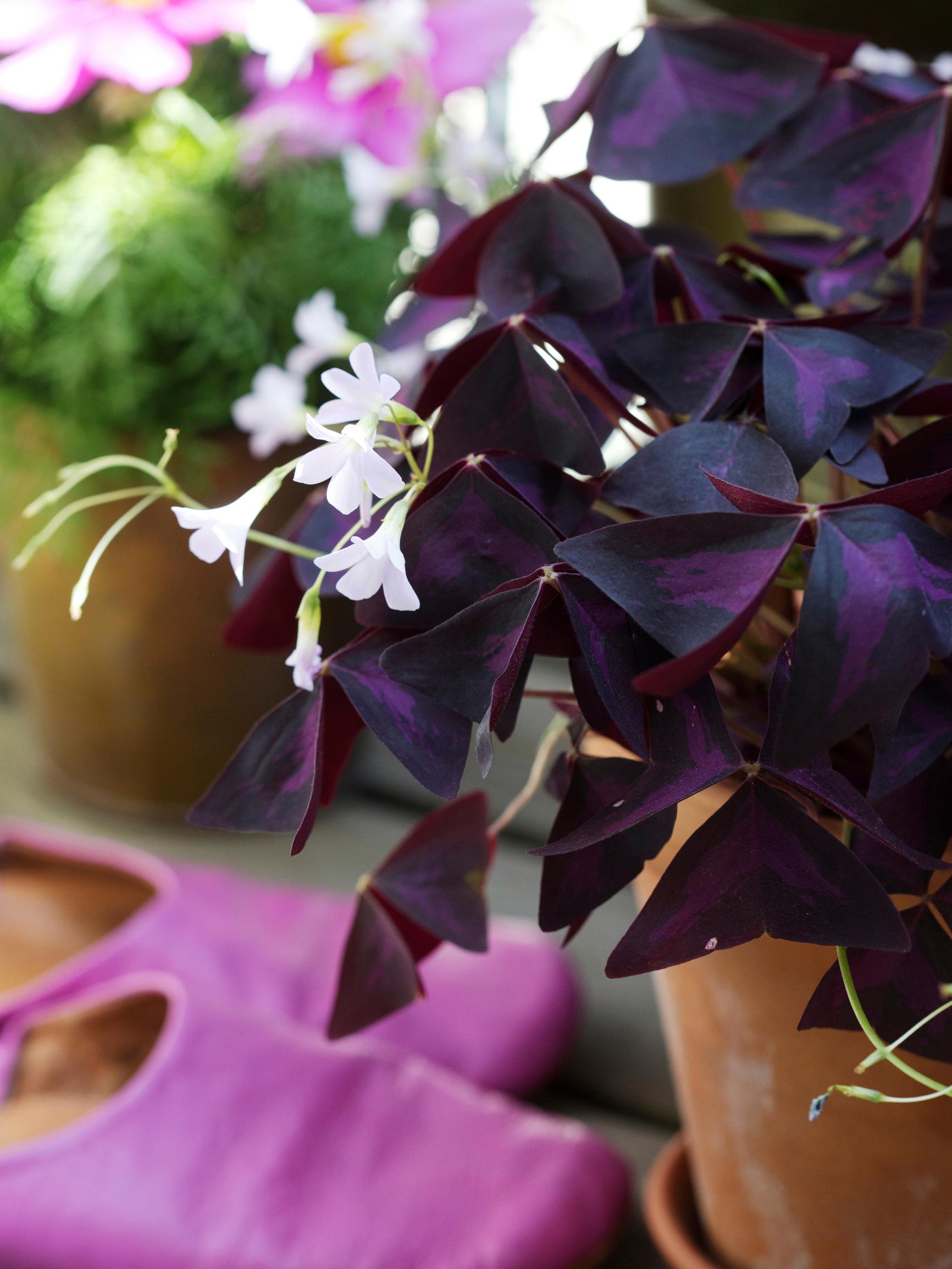 False shamrock: how to help it thrive and what to do in winter—expert tips
