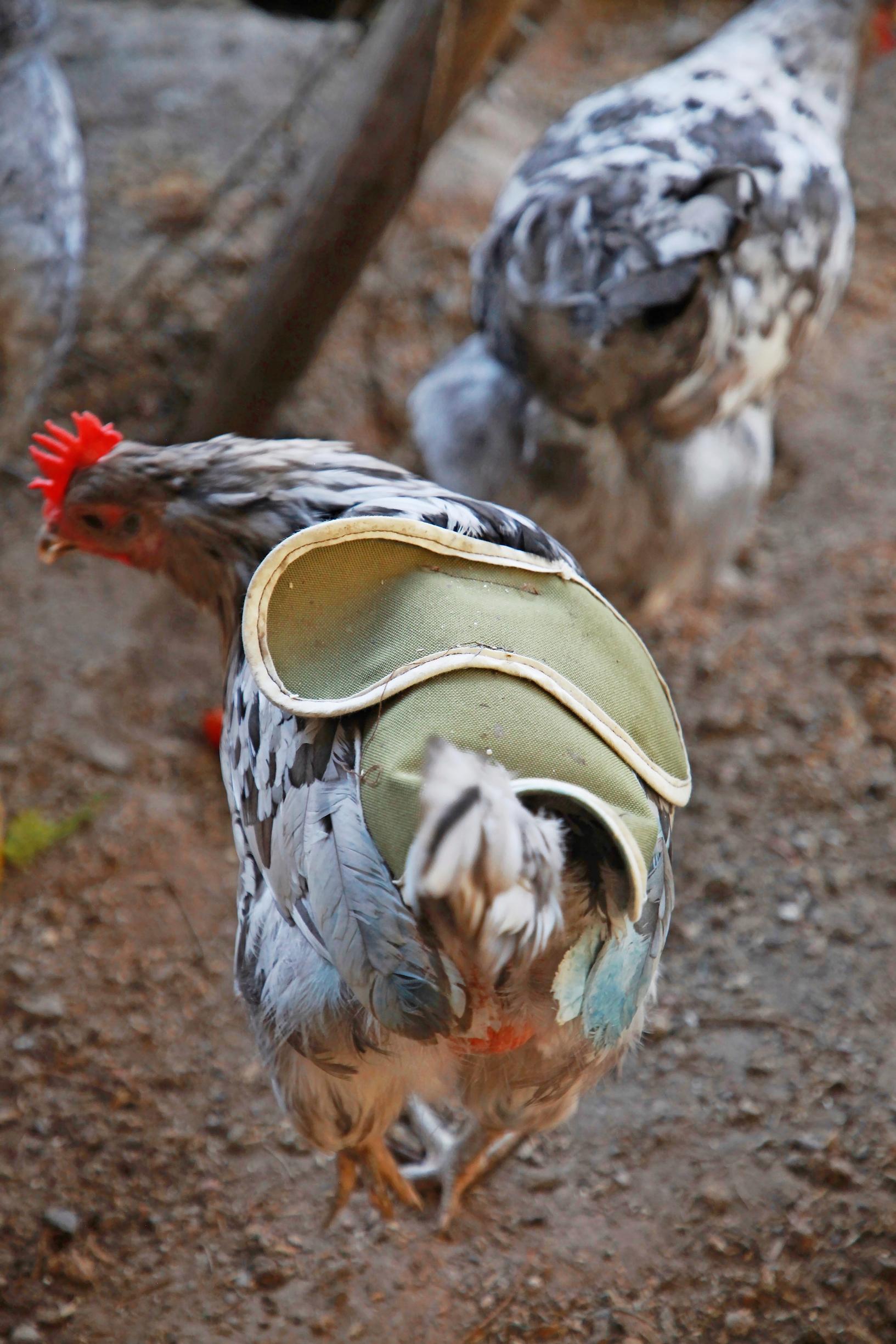 Anna-Kaisa’s hen.