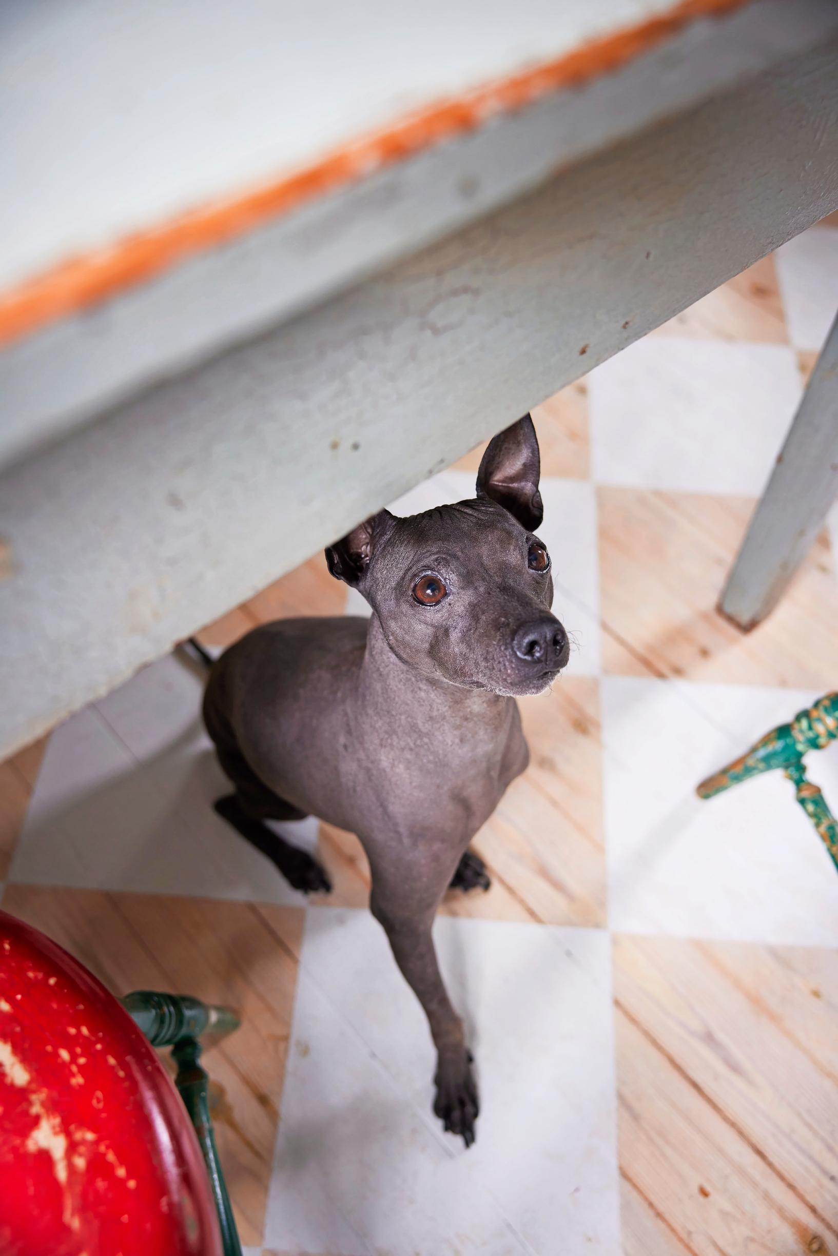 dog under the table