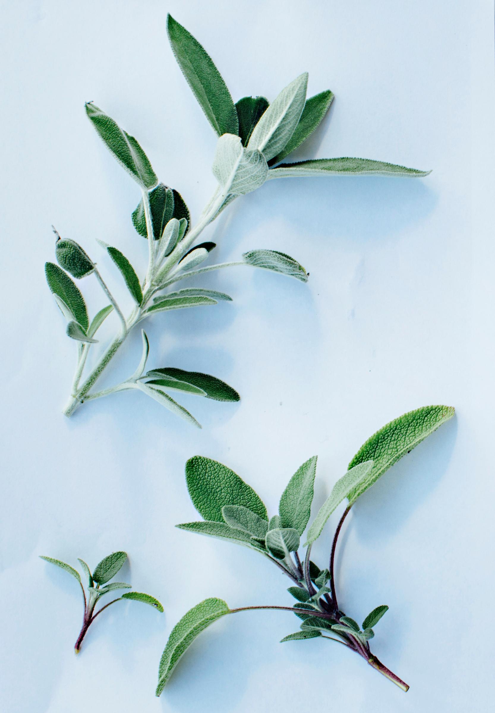 Sage leaves