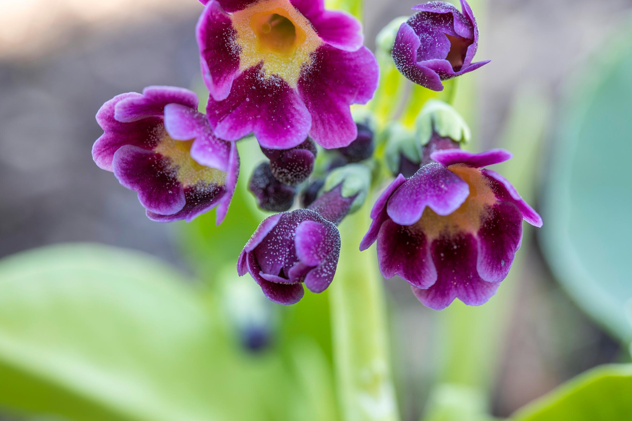 Primrose is more versatile than its reputation: garden primrose ‘Kaleidoscope’ Primula × pubescens