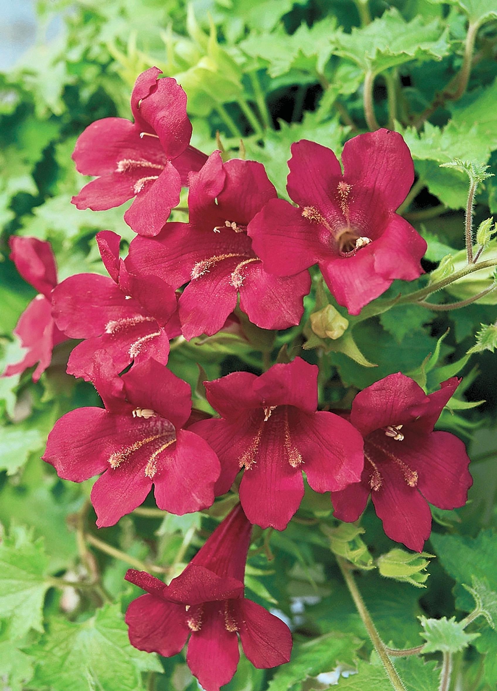 Creeping gloxinia ‘Wine Red’