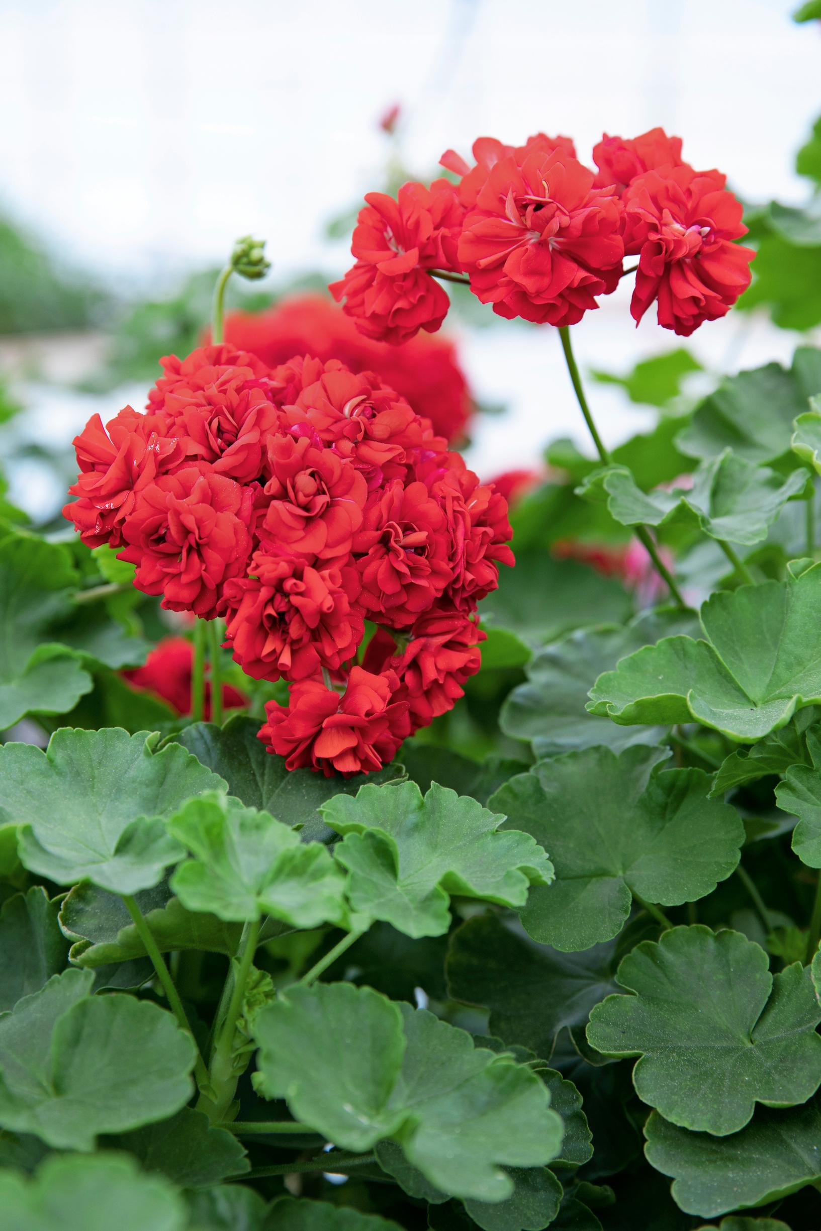 Pelargonium ‘Viipurin evakko’
