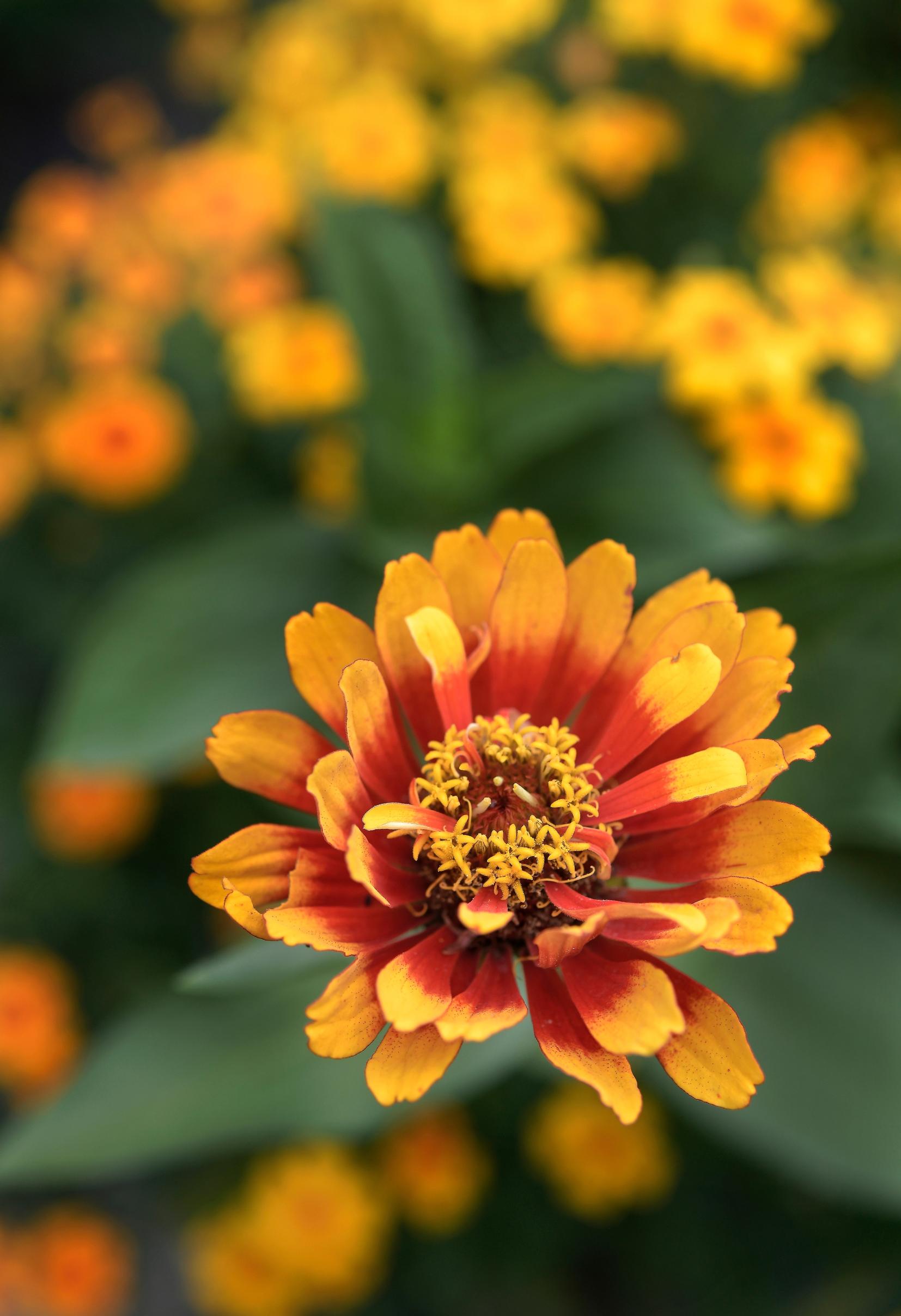 Marigold