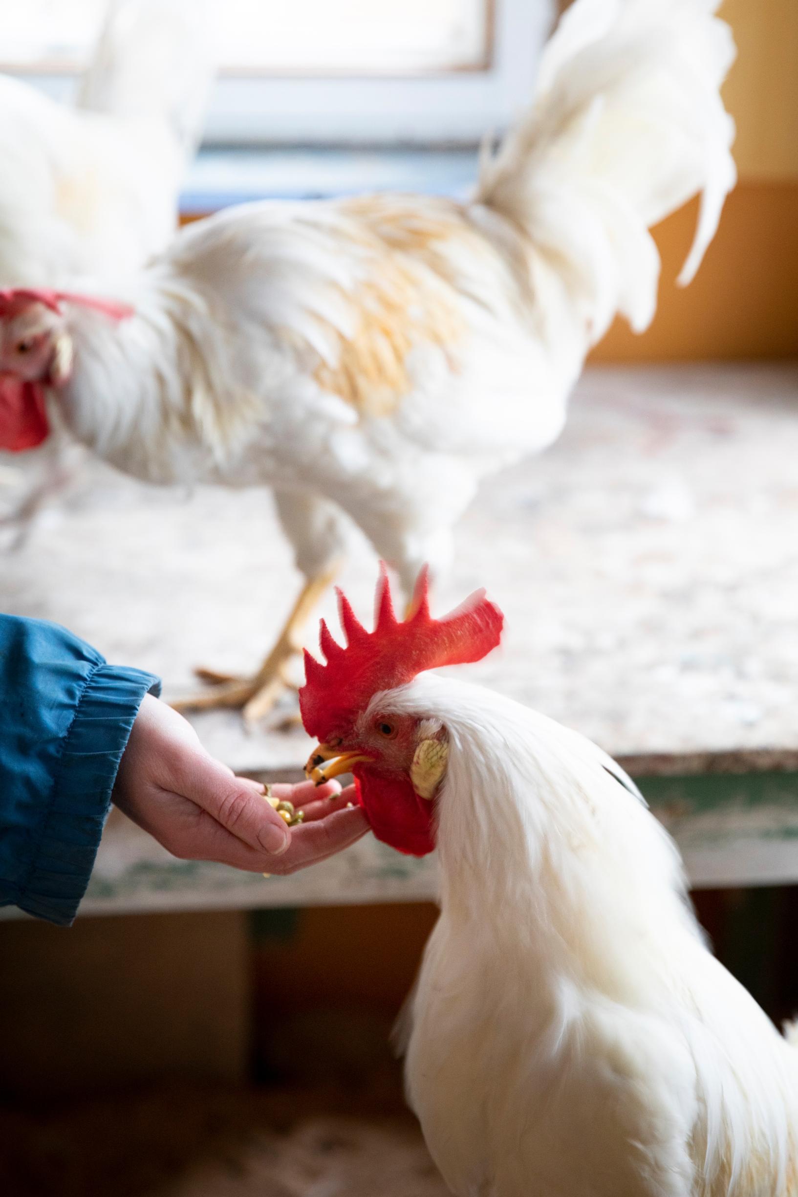 woman feeding a rooster