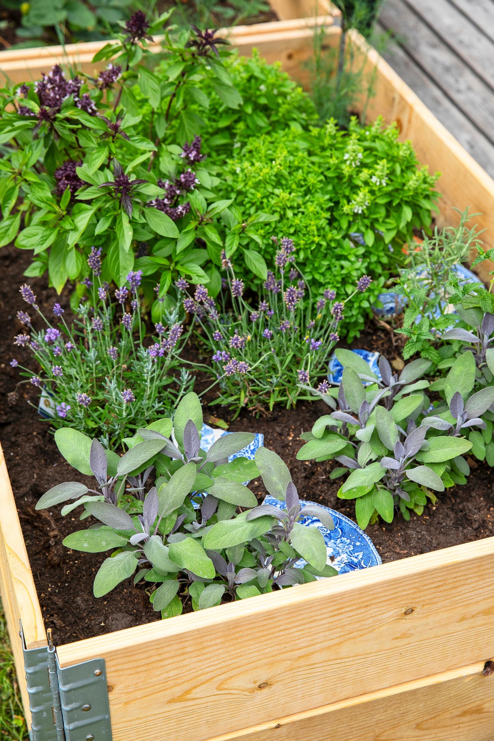Herbs in a raised bed