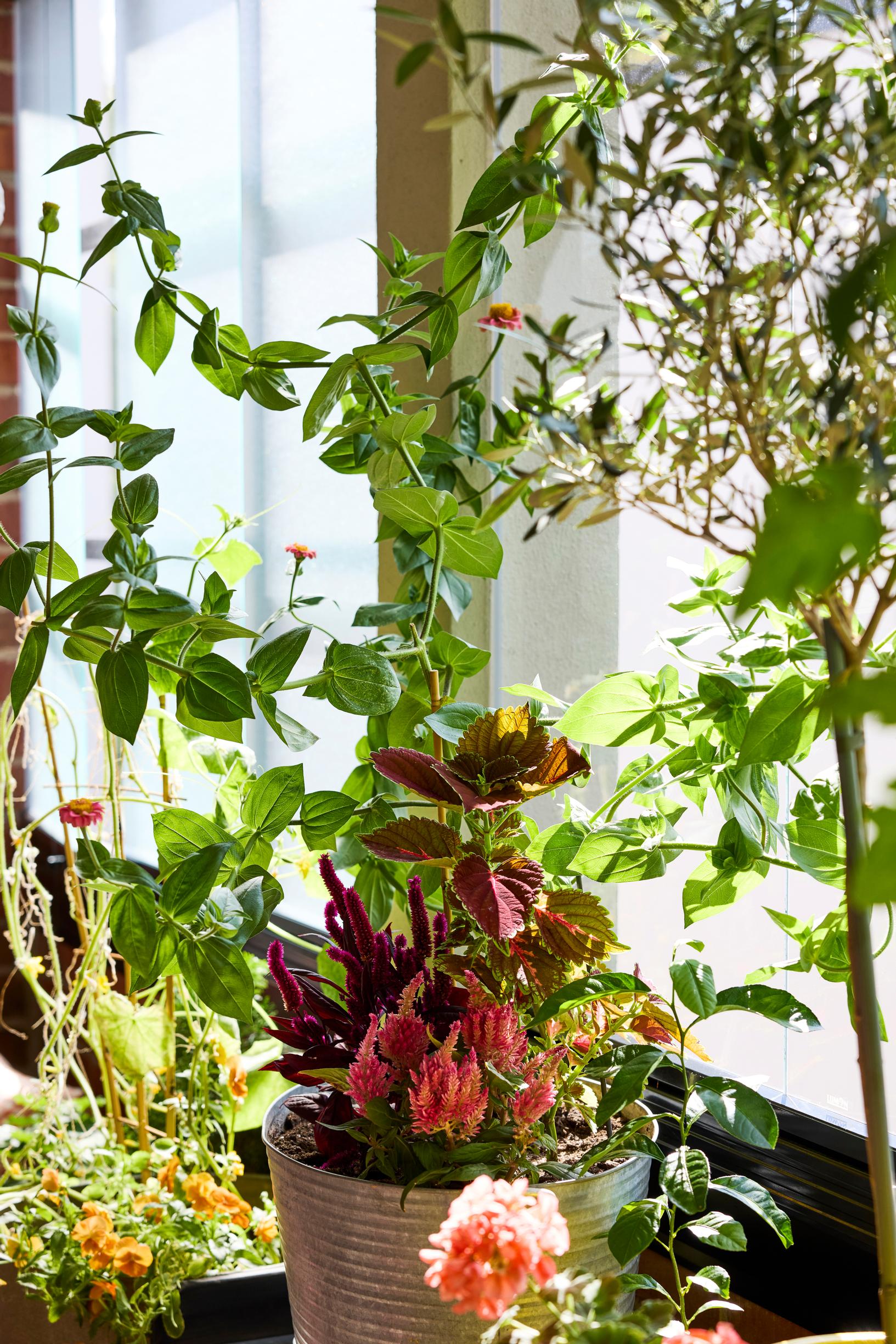 Interior designer’s balcony