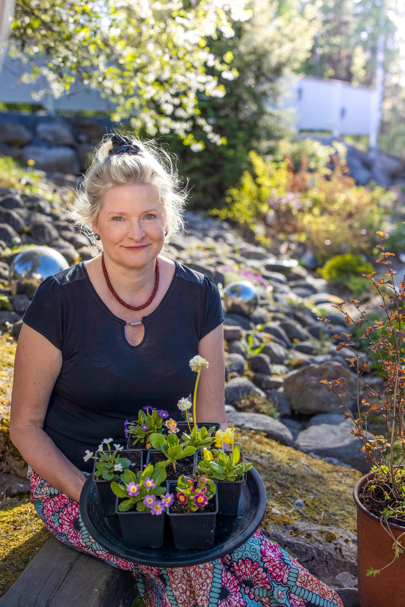 Primrose is more versatile than its reputation: Heli Plattonen’s garden is also the display area for her Taimitaivas nursery.