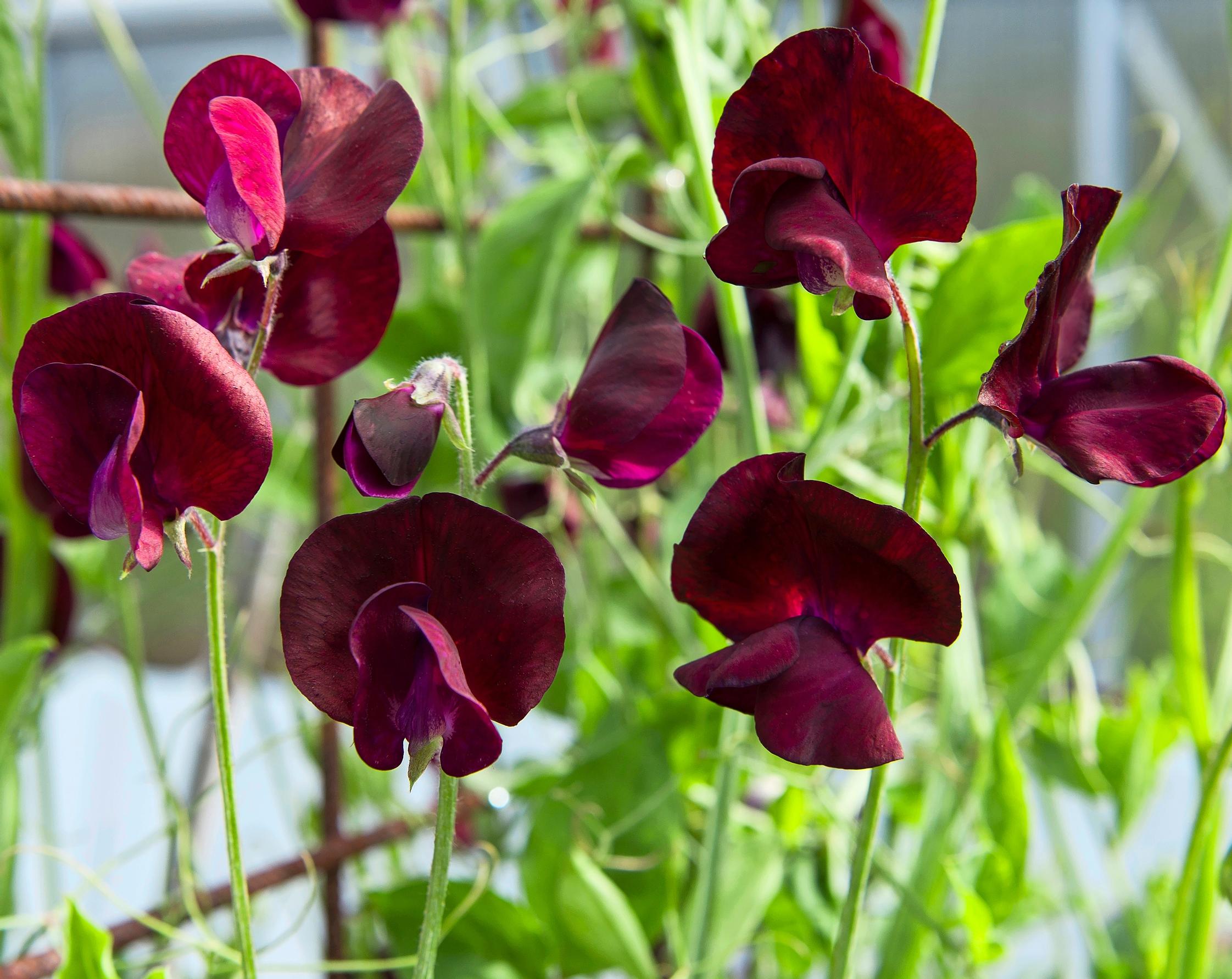 sweet pea ‘Spencer Beaujolais’